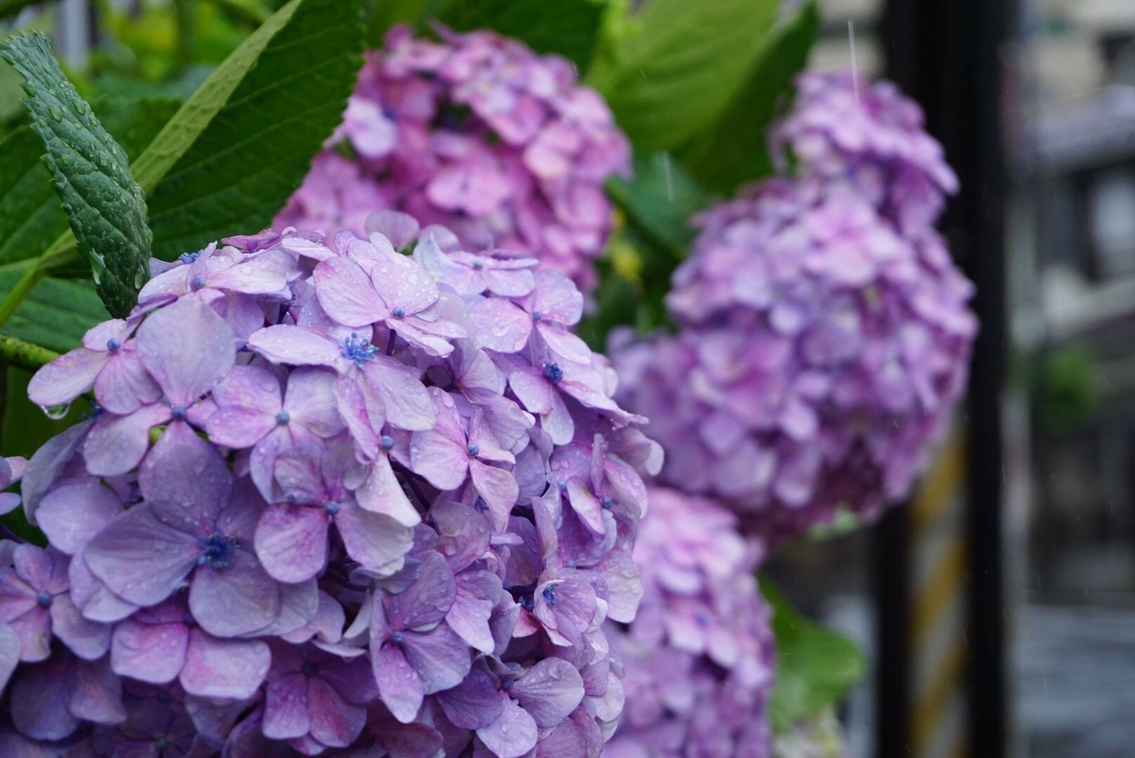 Hydrangea macrophylla