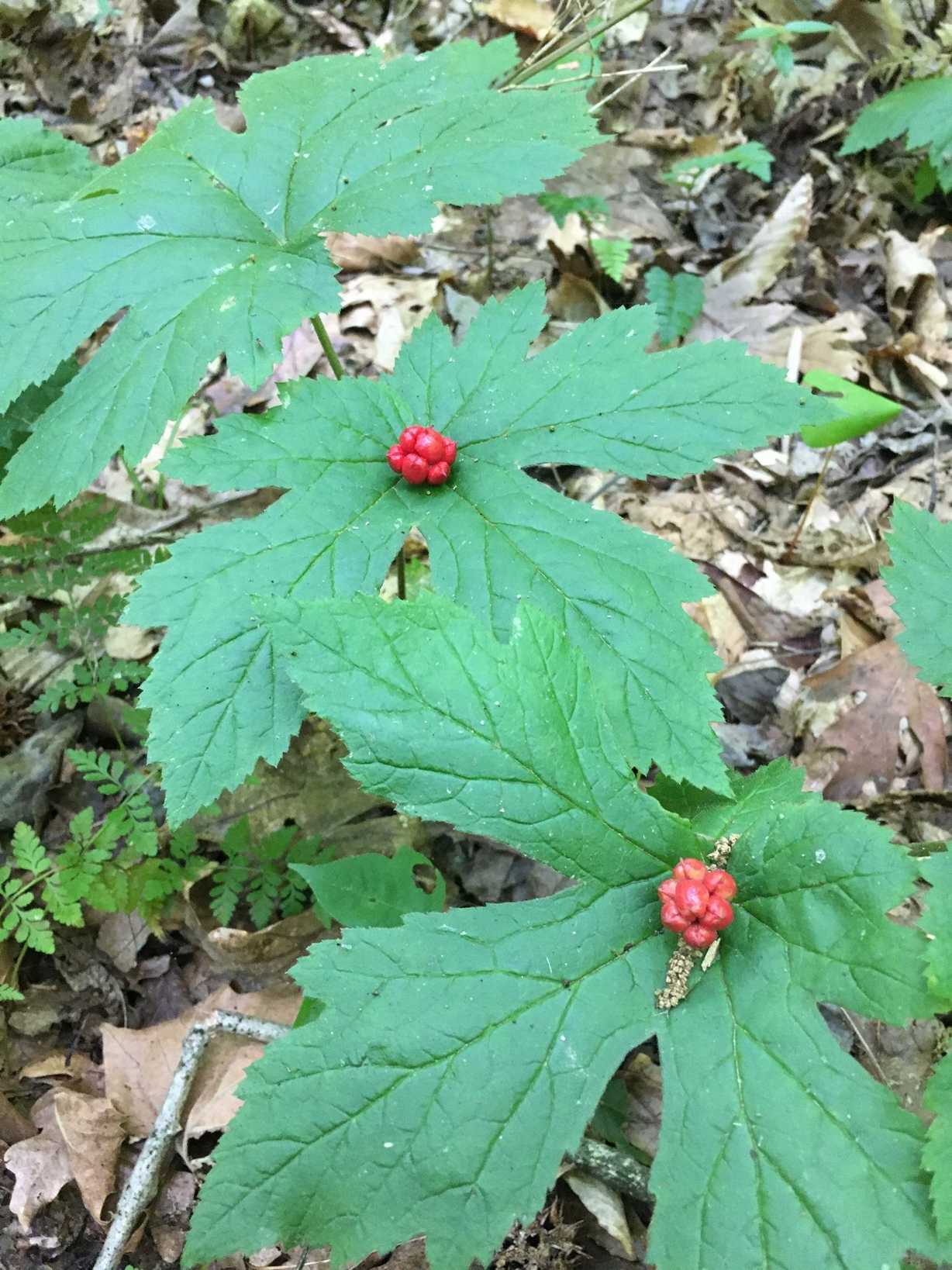 Hydrastis canadensis