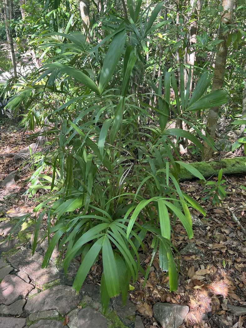 Hydriastele