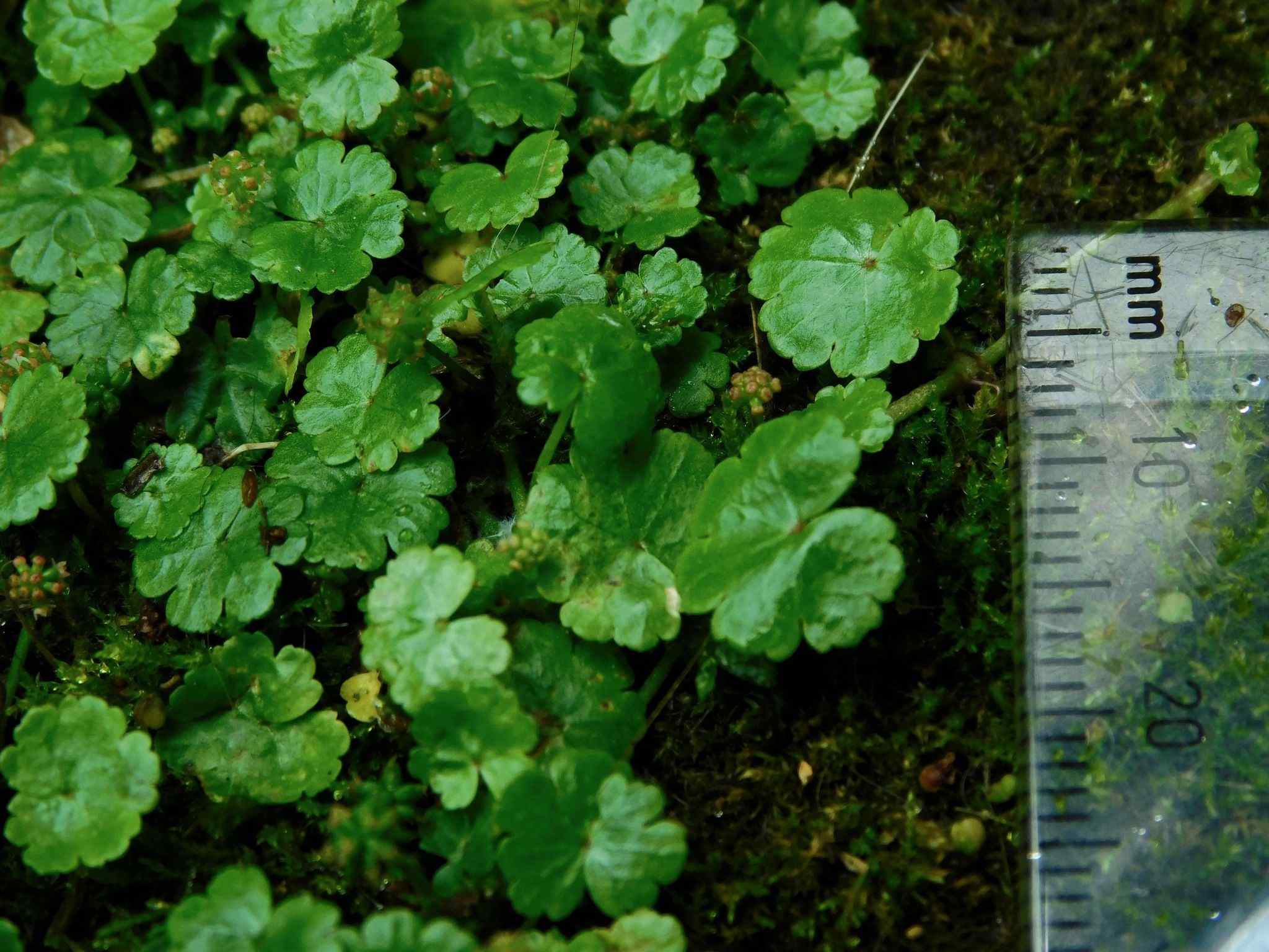 Hydrocotyle sibthorpioides