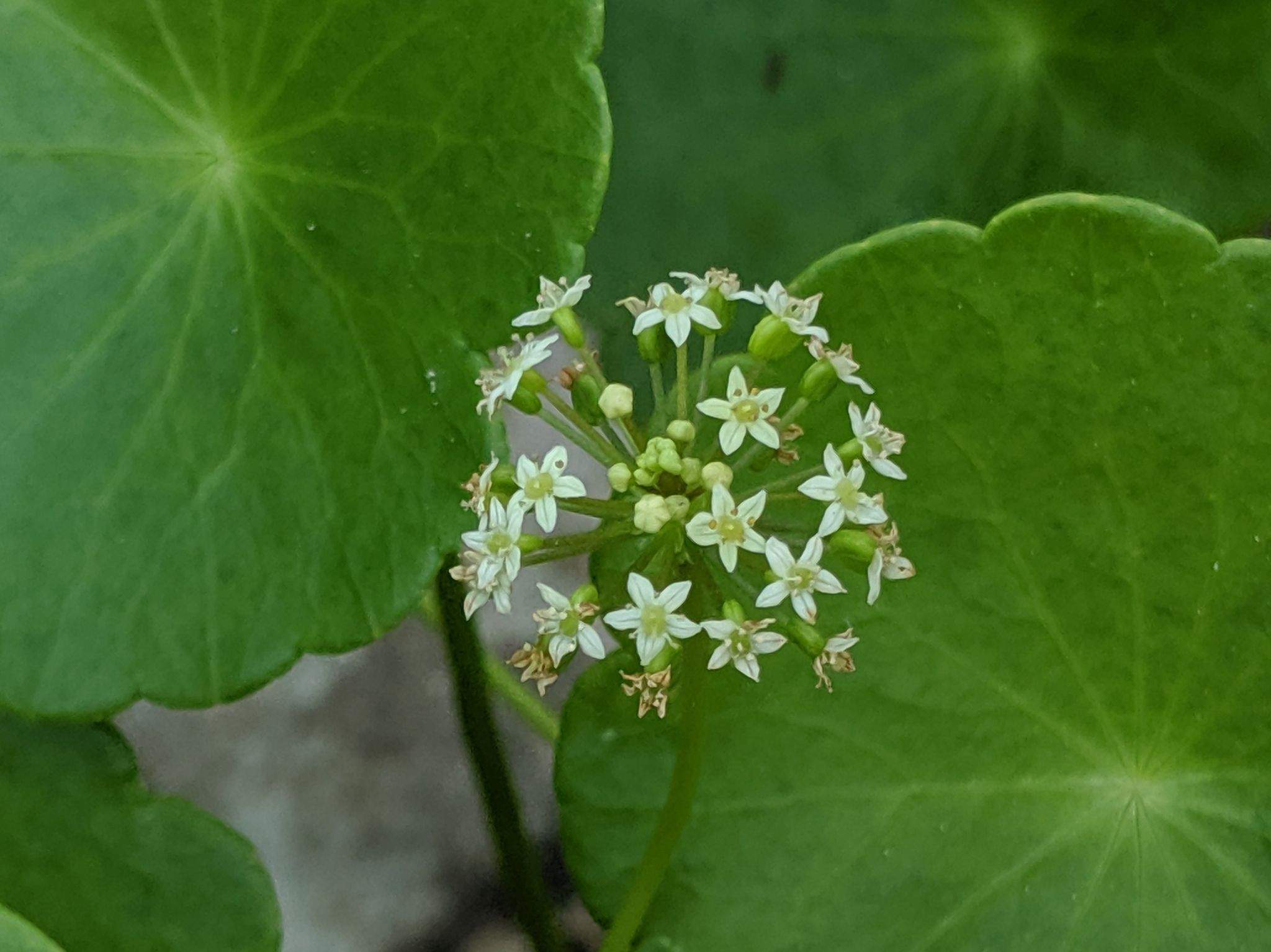 Hydrocotyle umbellata