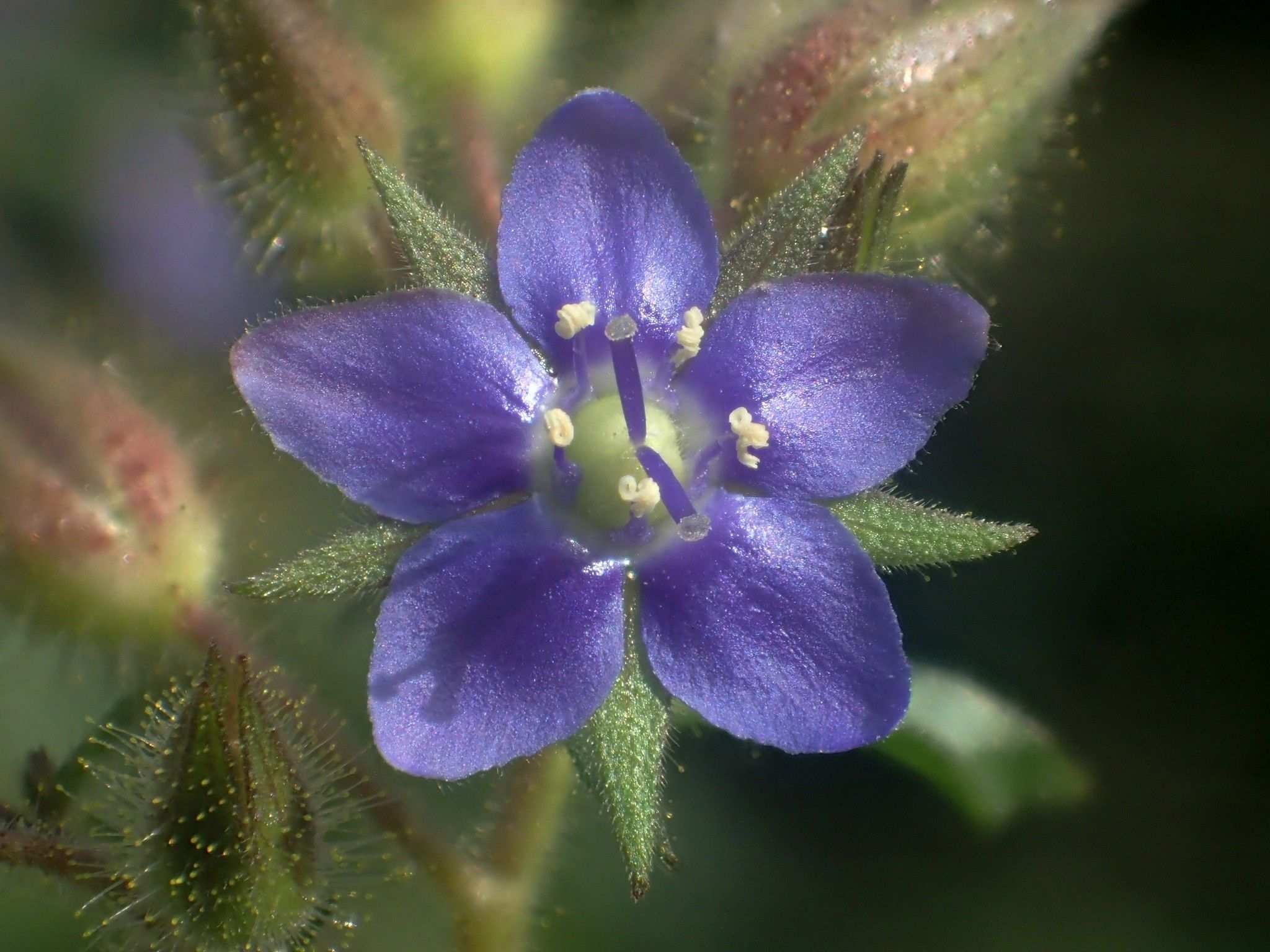 Hydrolea zeylanica