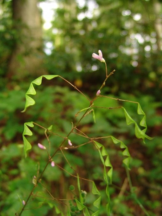 Hylodesmum nudiflorum