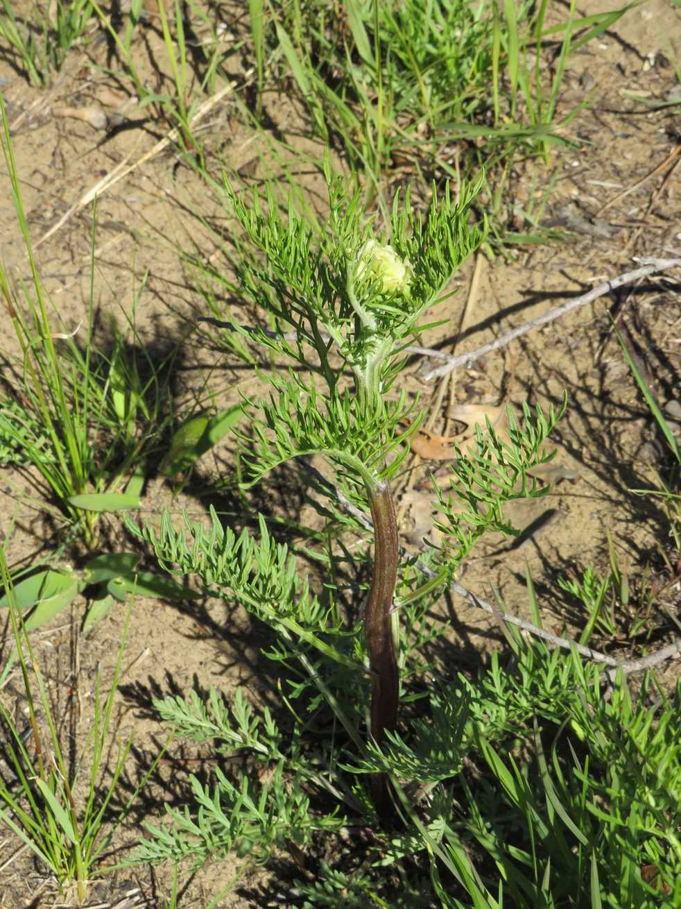 Hymenopappus scabiosaeus