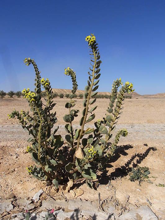 Hyoscyamus desertorum