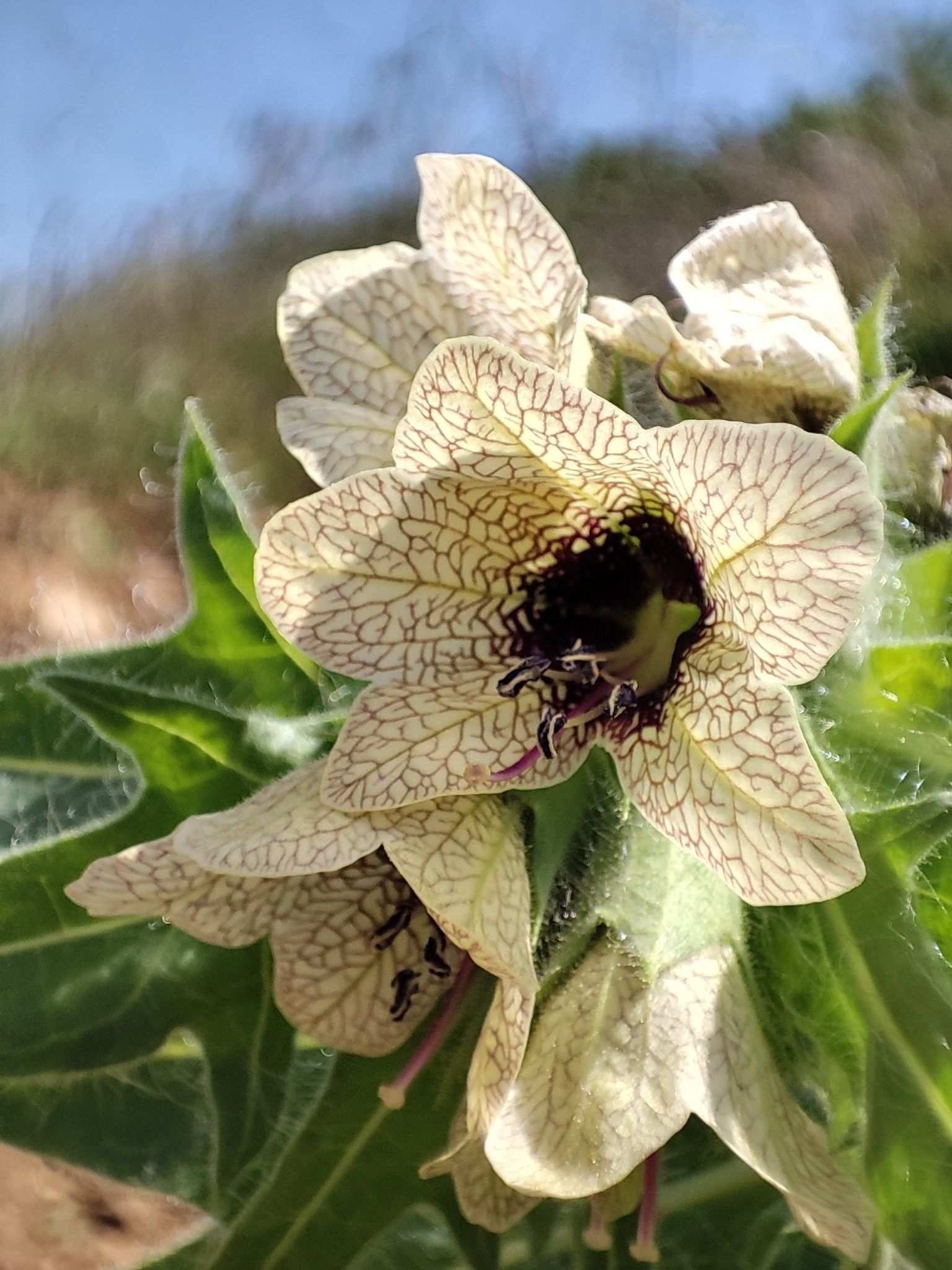 Hyoscyamus niger