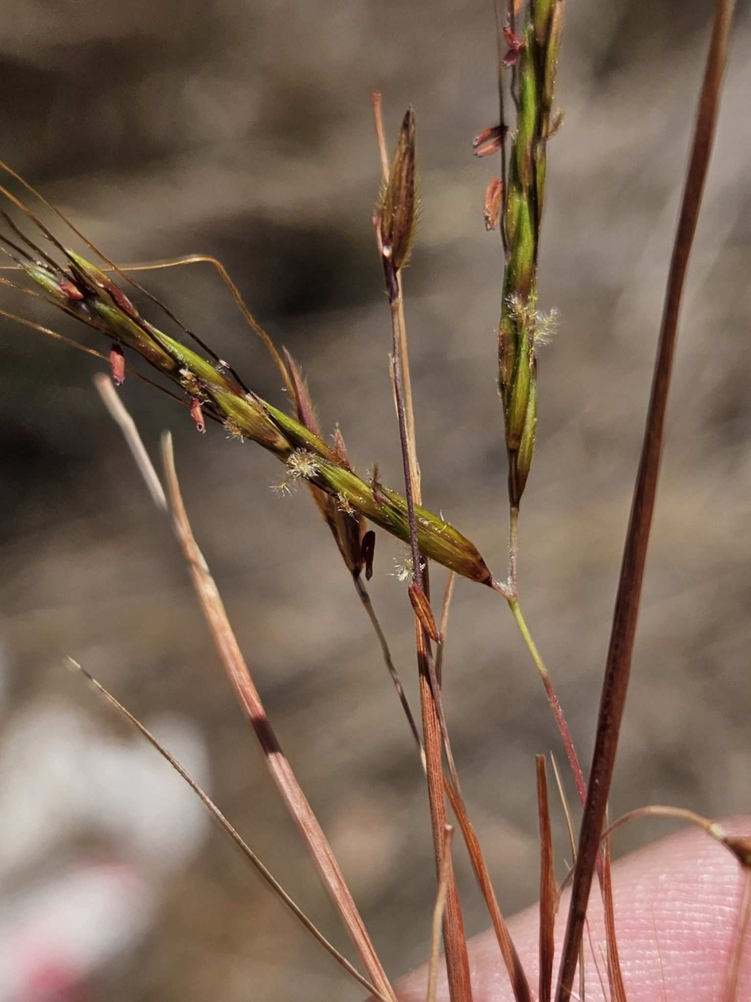 Hyparrhenia rufa
