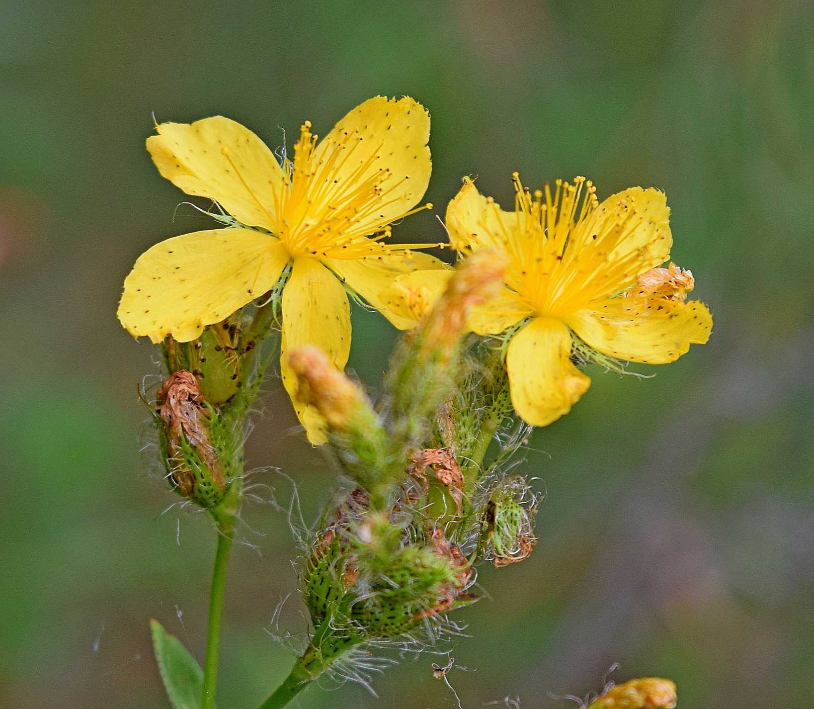 Hypericum barbatum