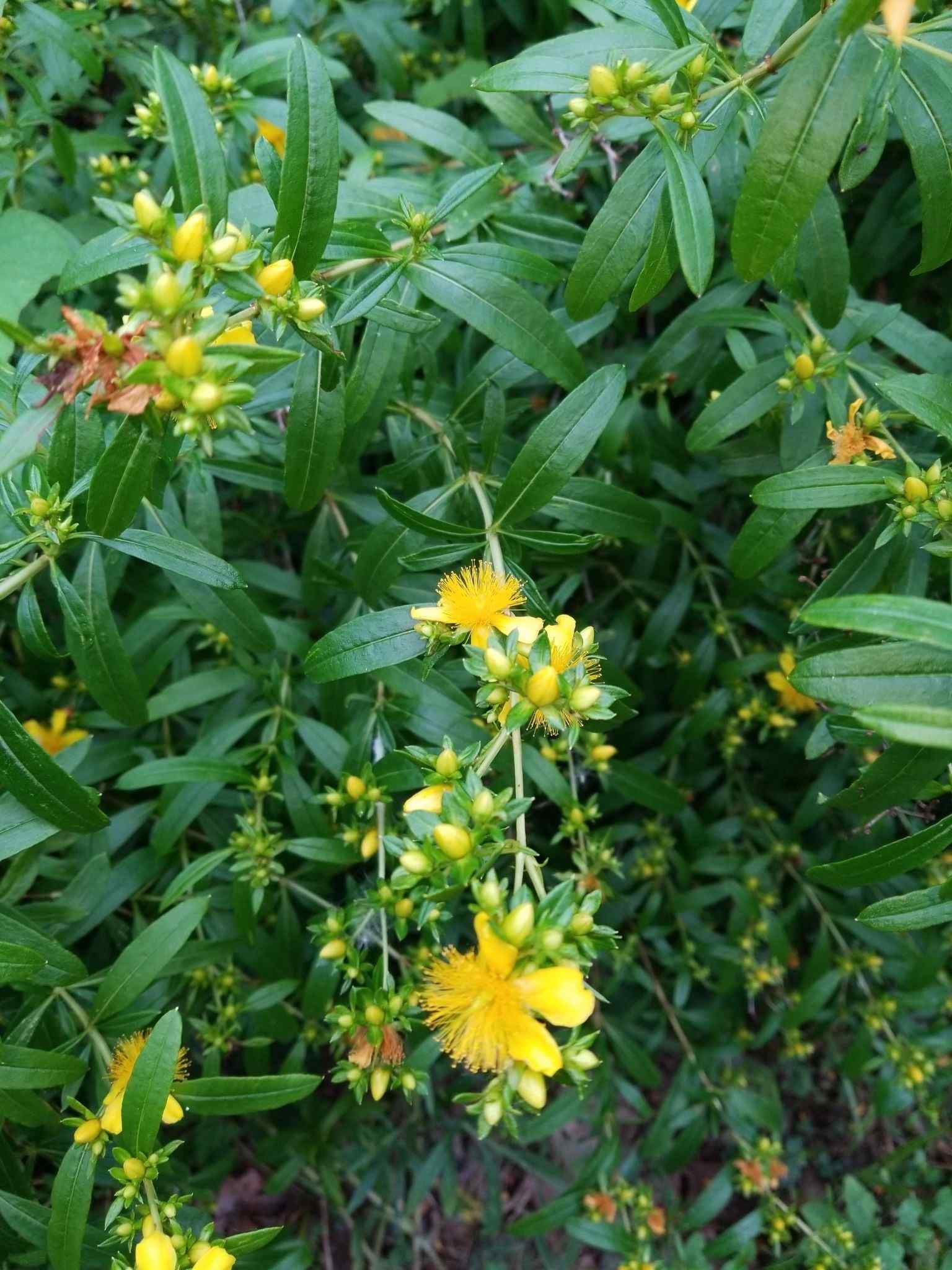 Hypericum sp.