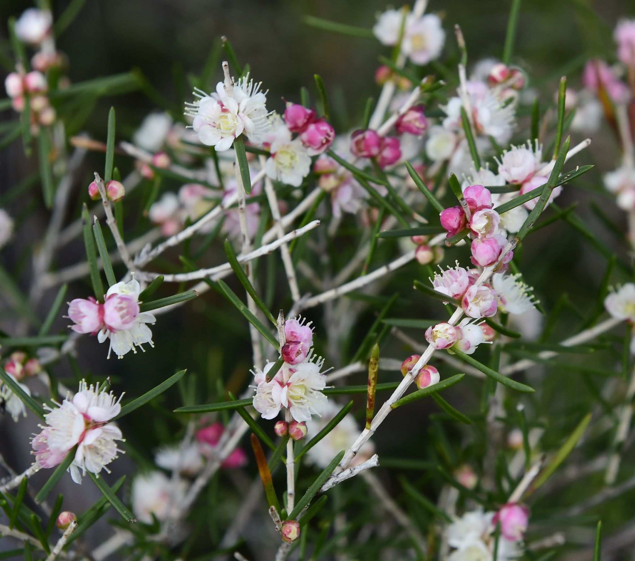 Hypocalymma angustifolium