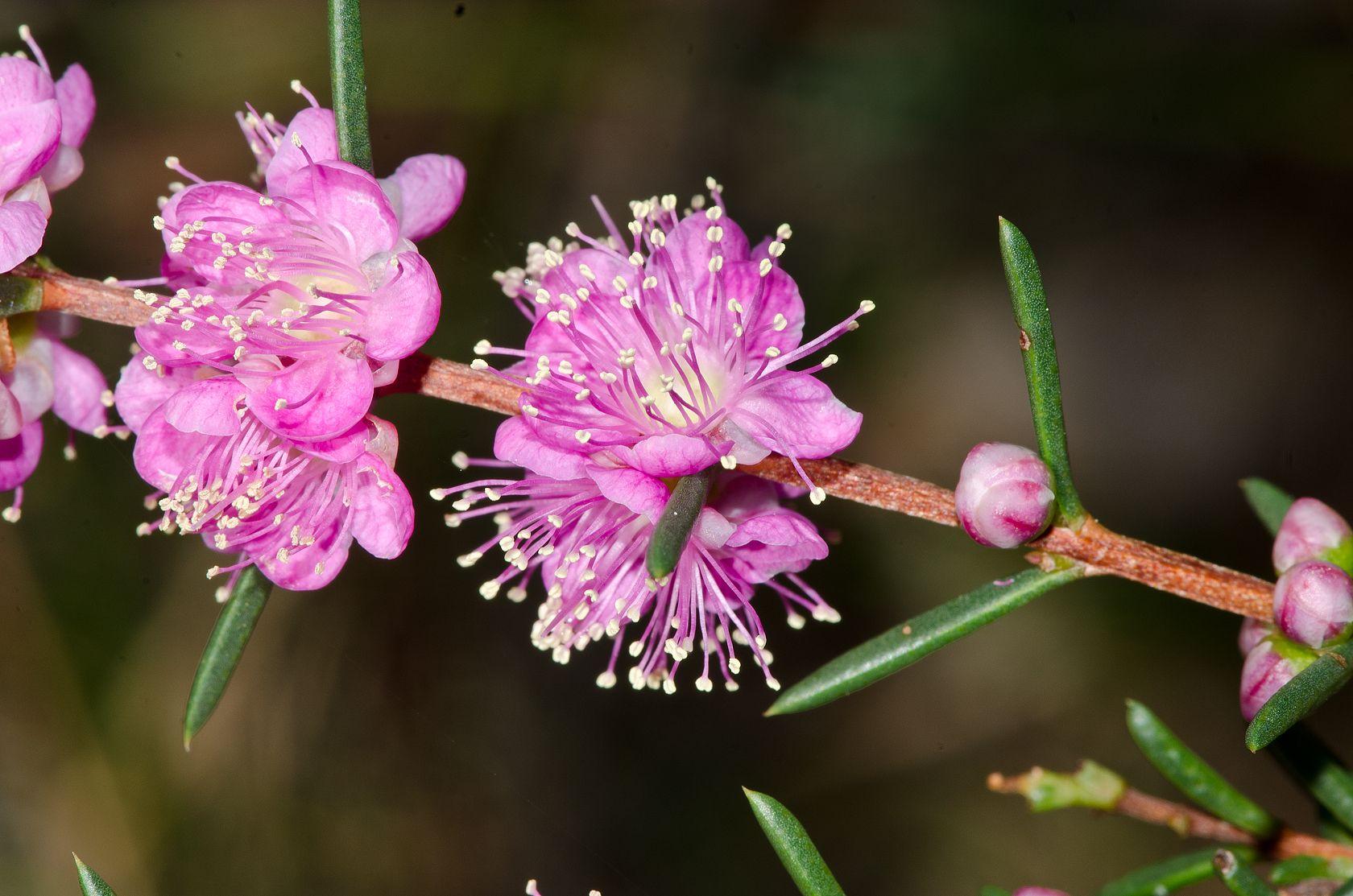 Hypocalymma robustum