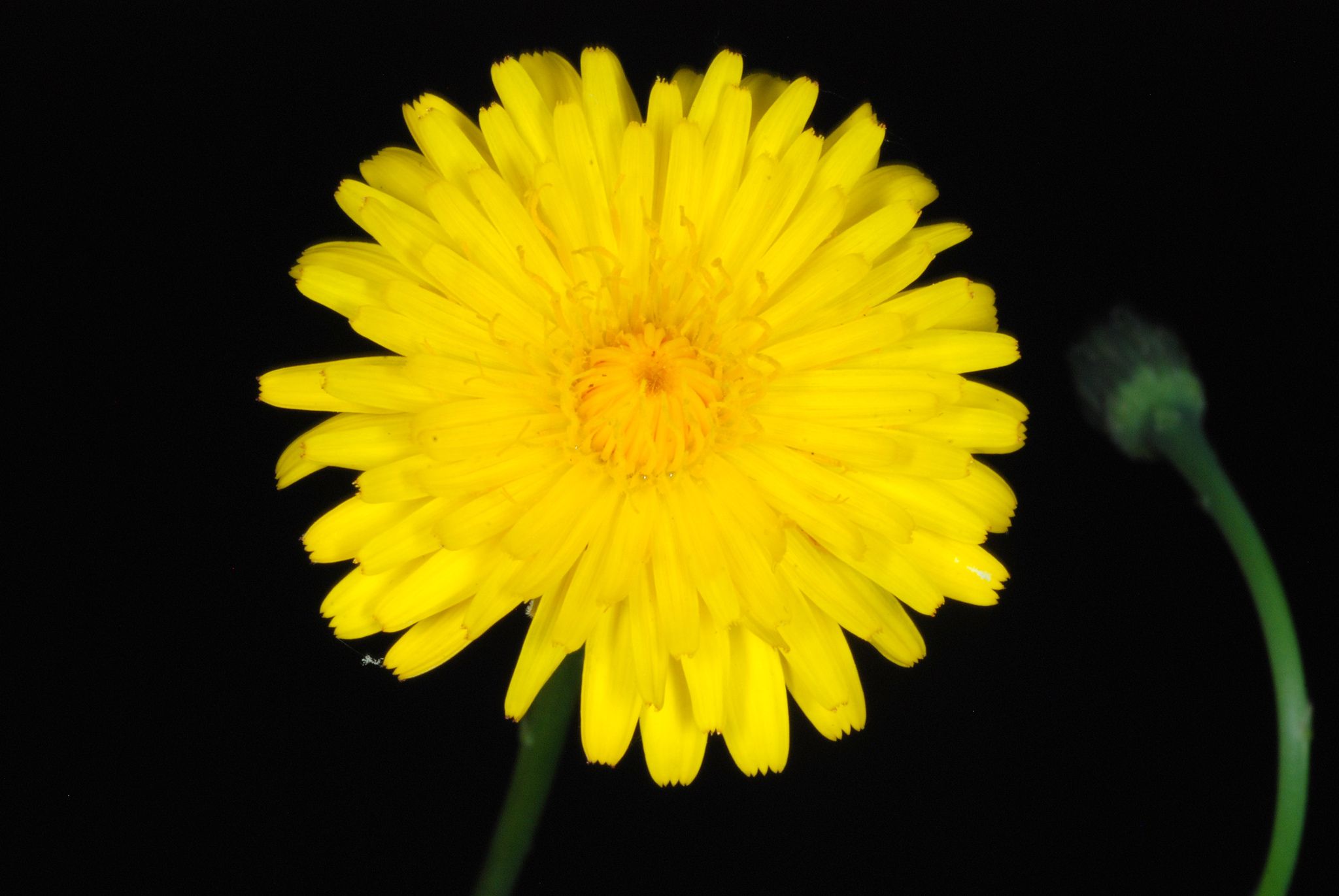 Hypochaeris radicata