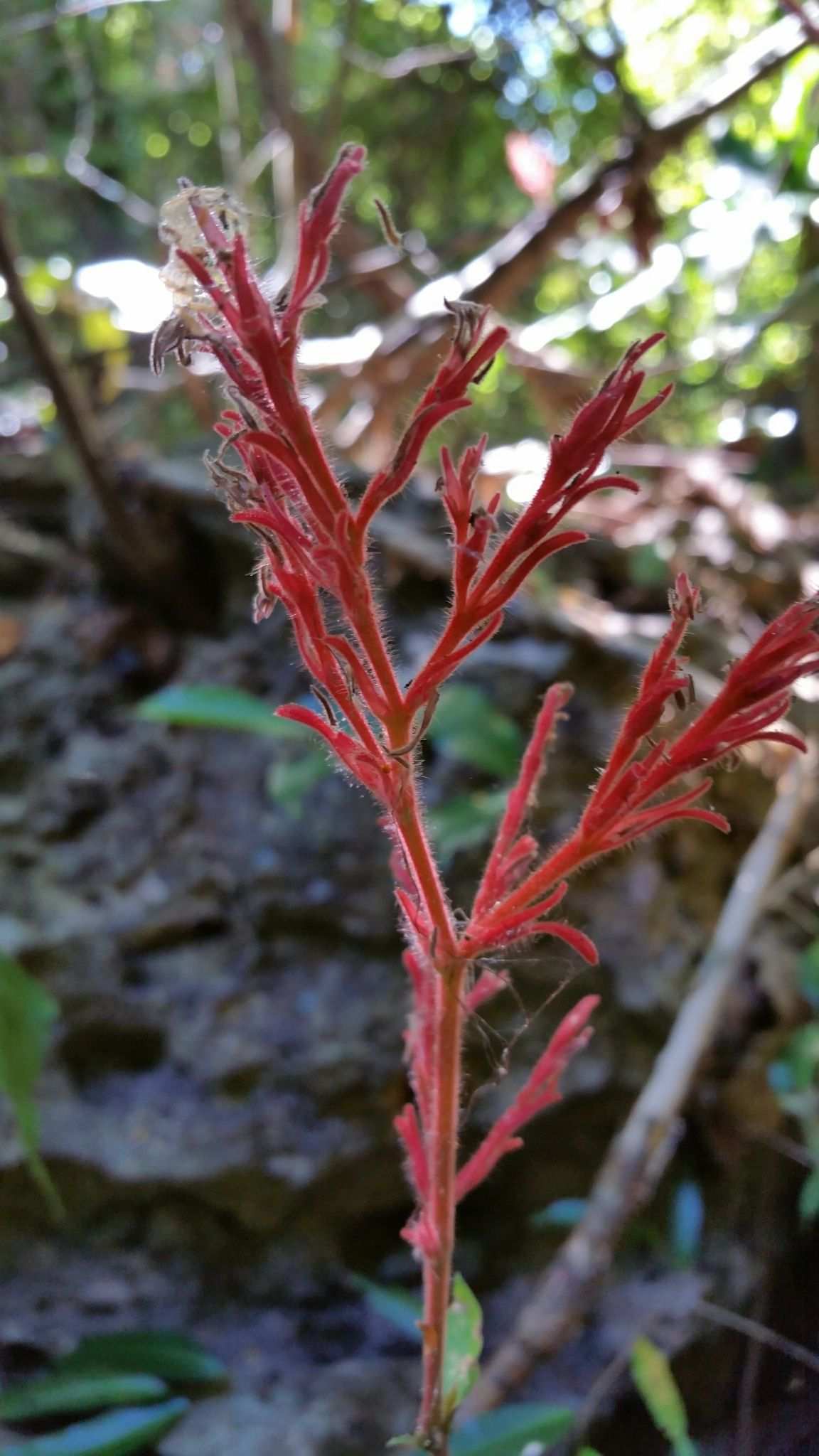 Hypoestes taeniata