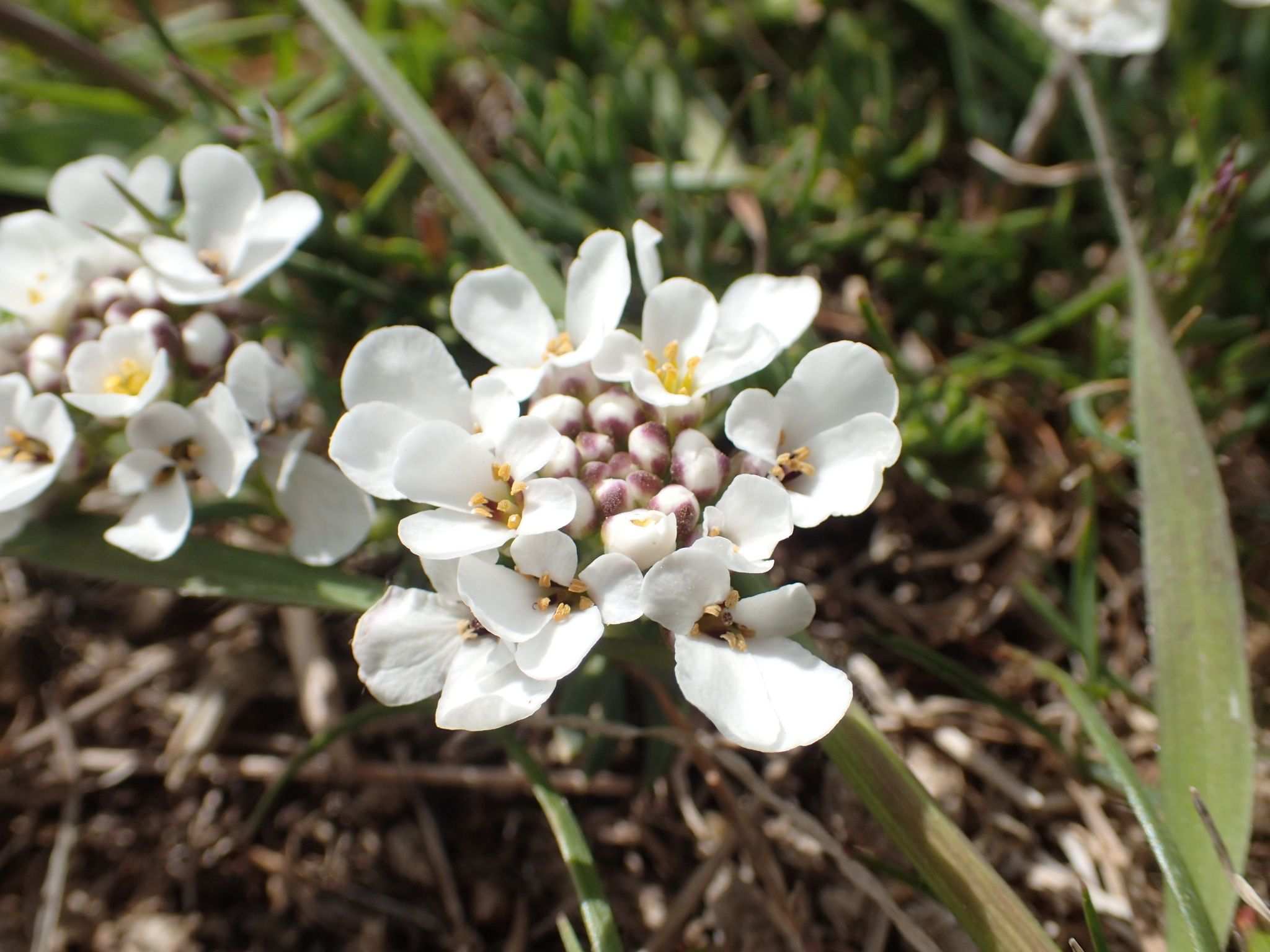 Iberis saxatilis