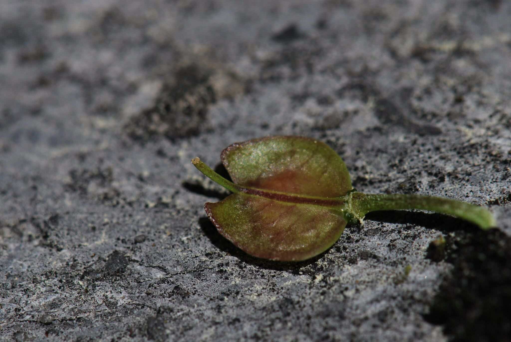 Iberis sempervirens