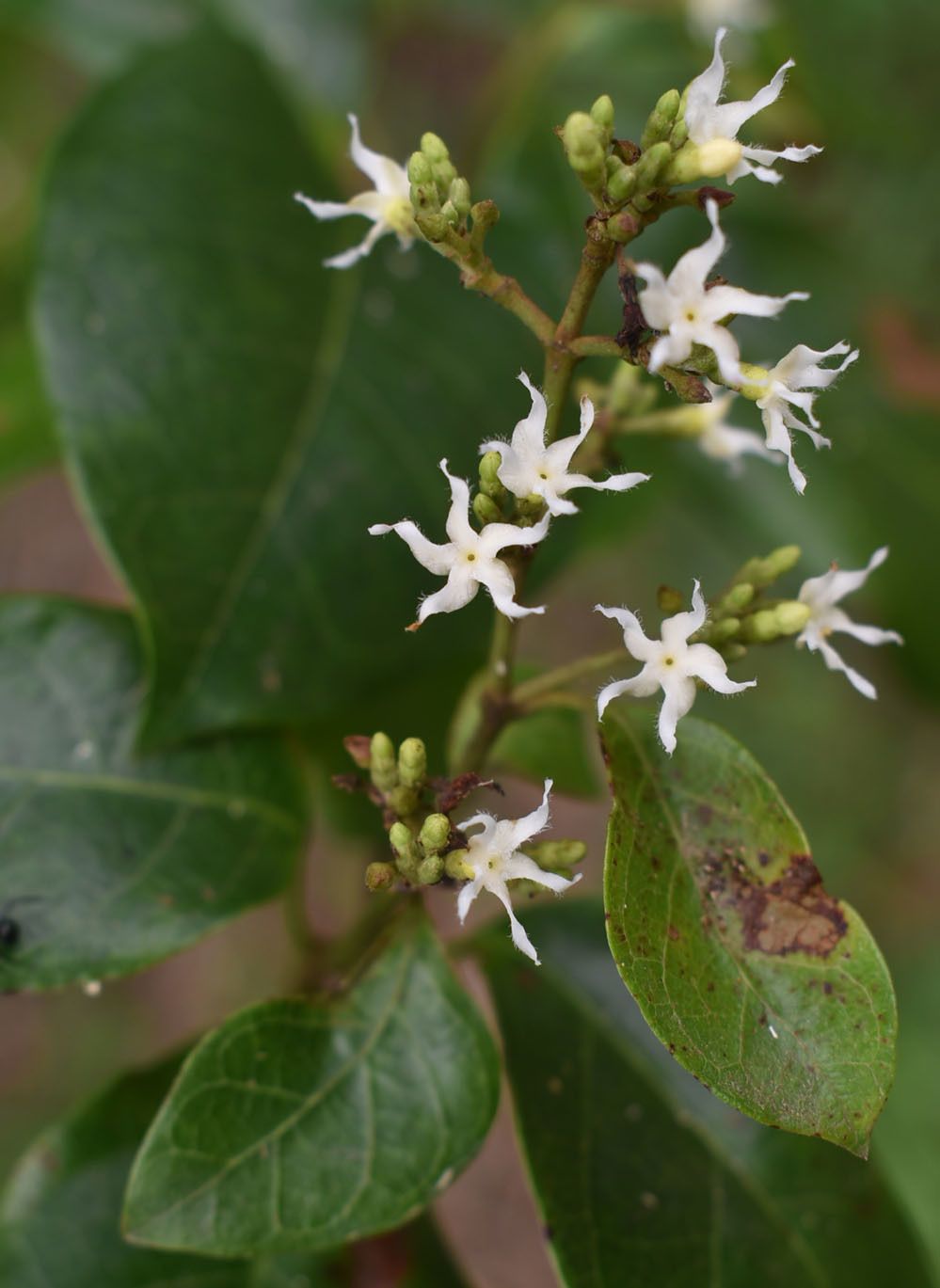 Ichnocarpus frutescens