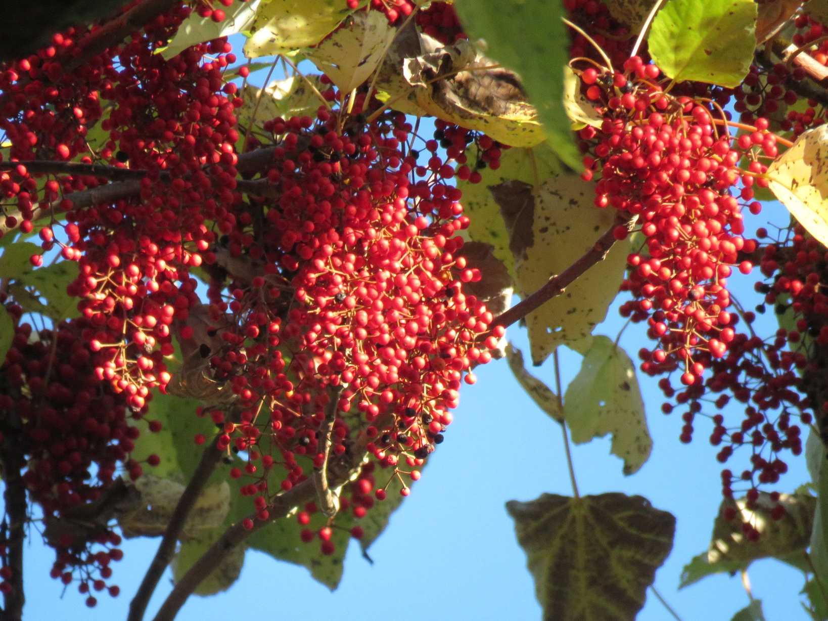 Idesia polycarpa