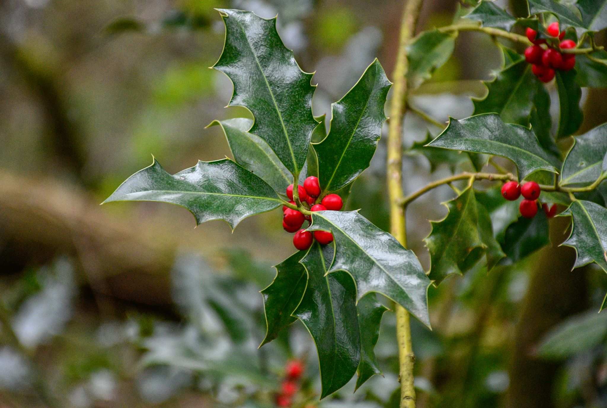 Ilex