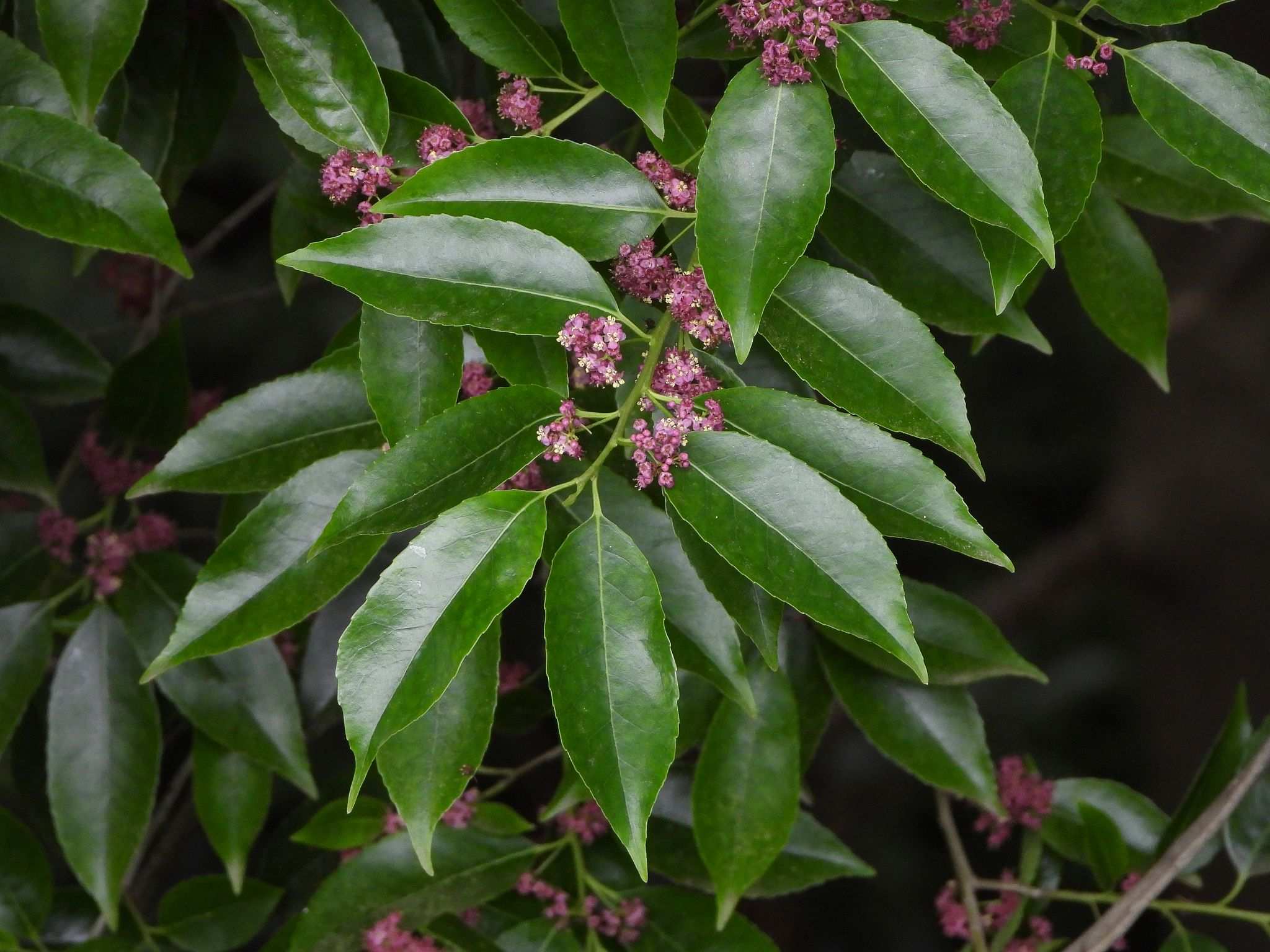 Ilex chinensis