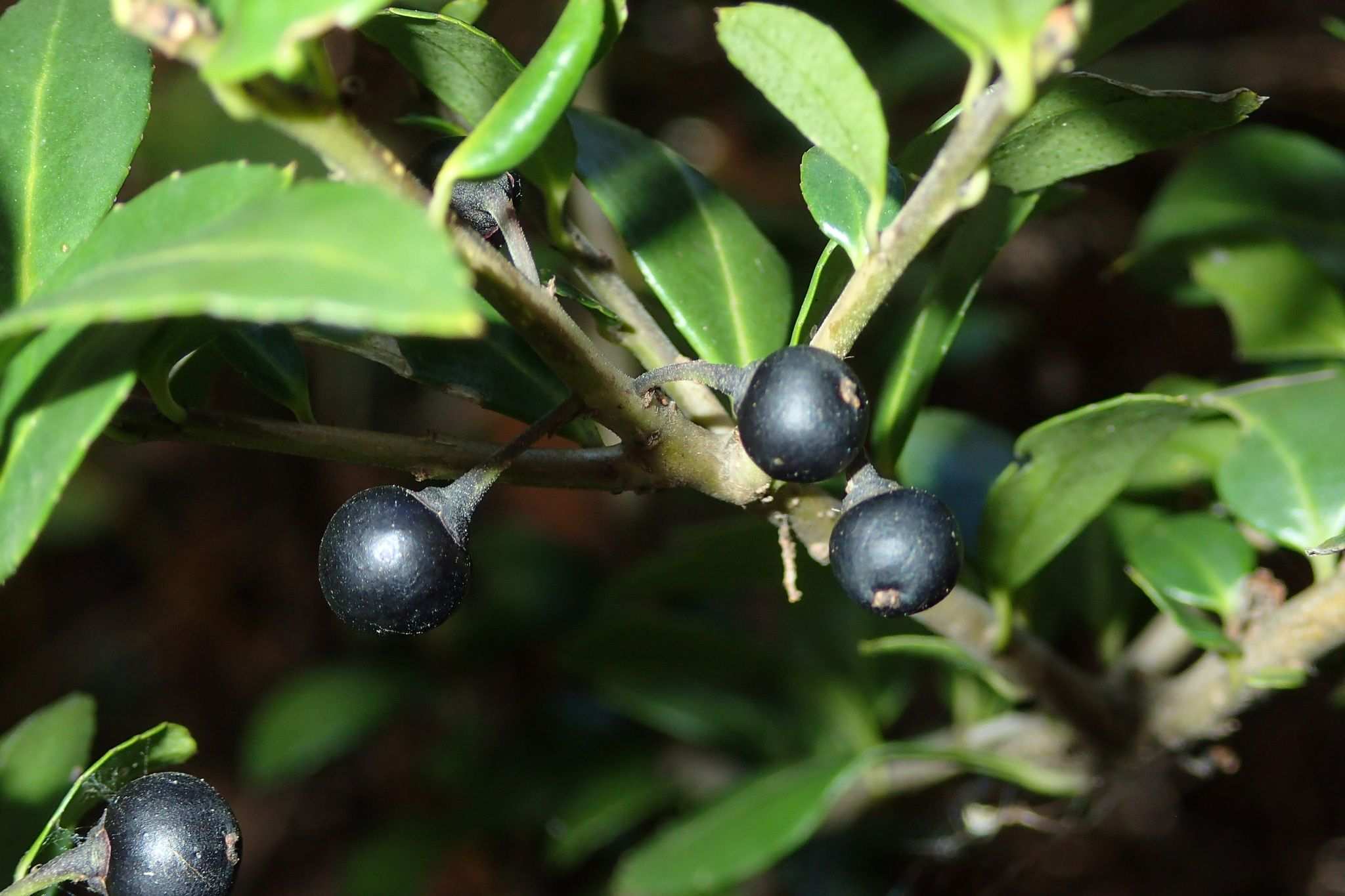 Ilex crenata