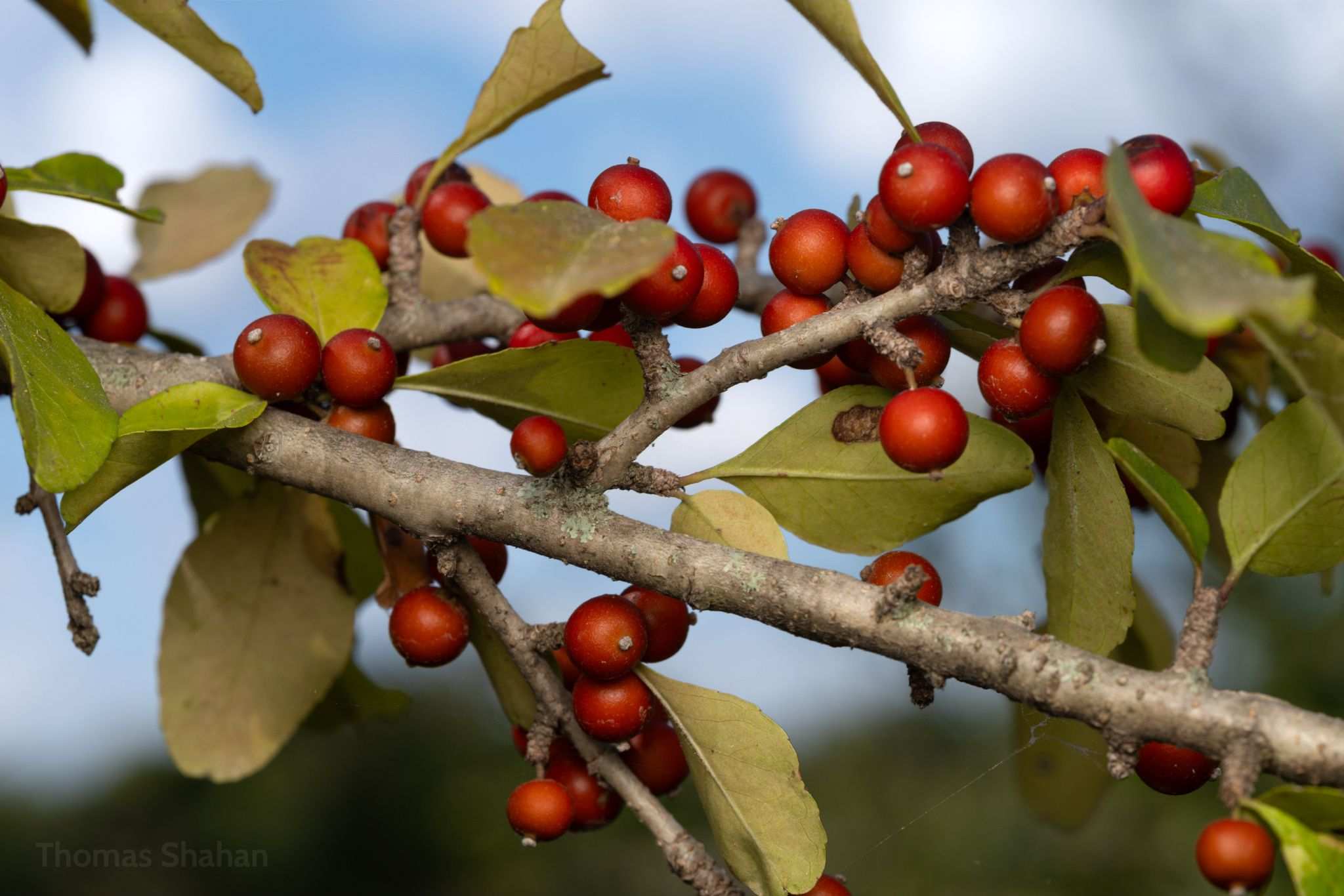 Ilex decidua