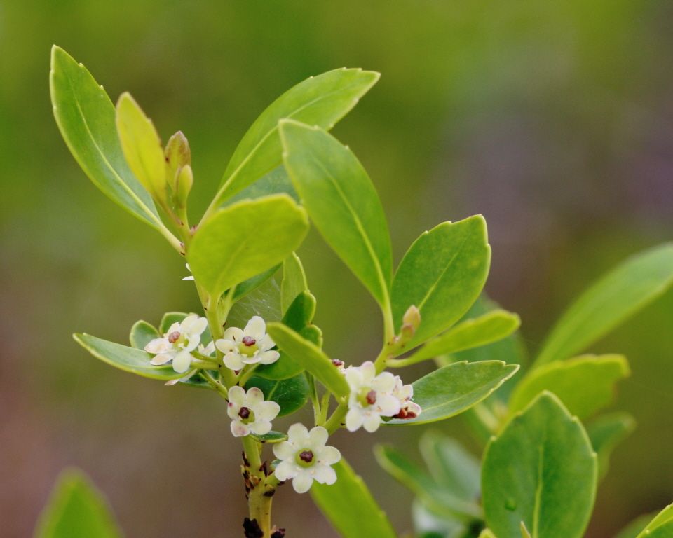 Ilex glabra