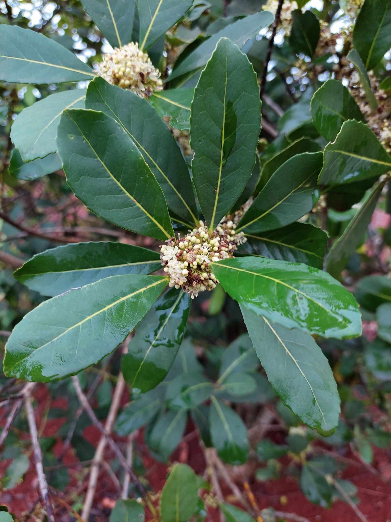 Ilex paraguariensis