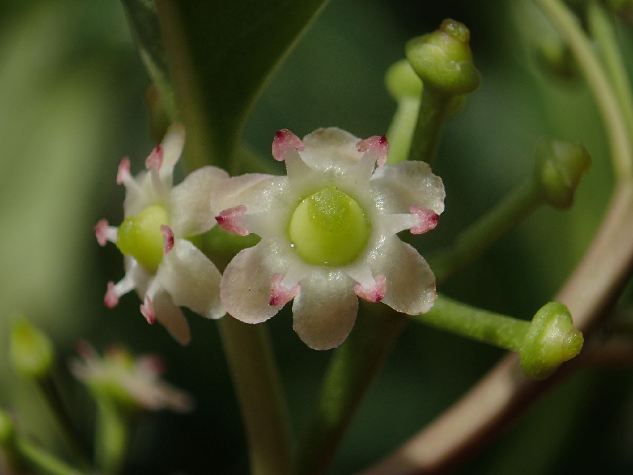 Ilex rotunda