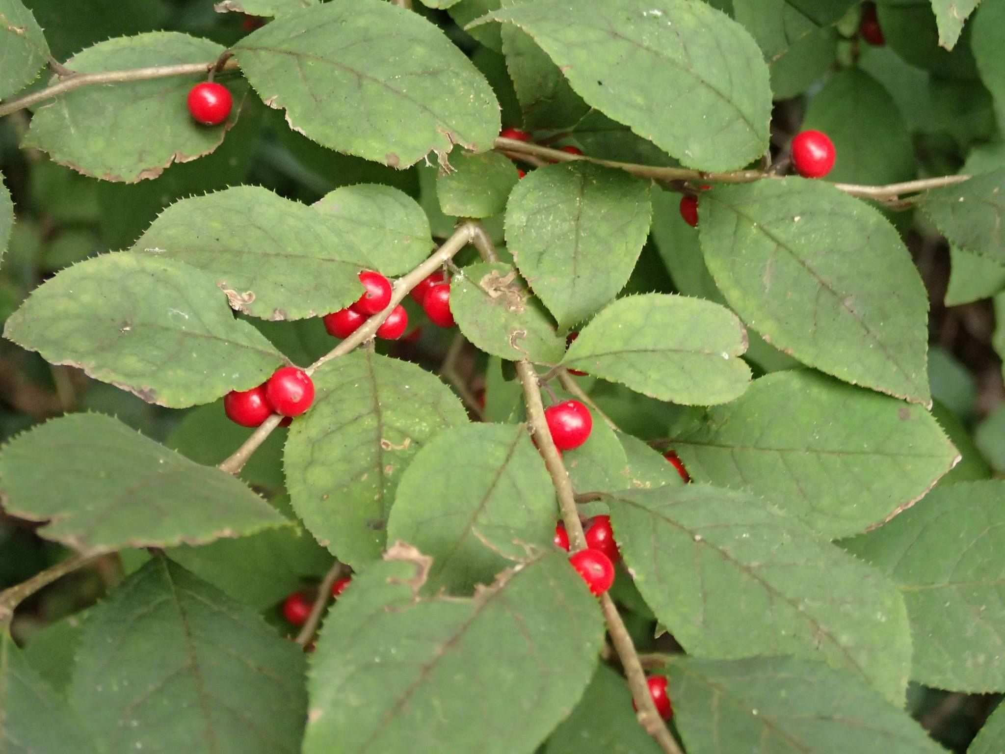 Ilex serrata