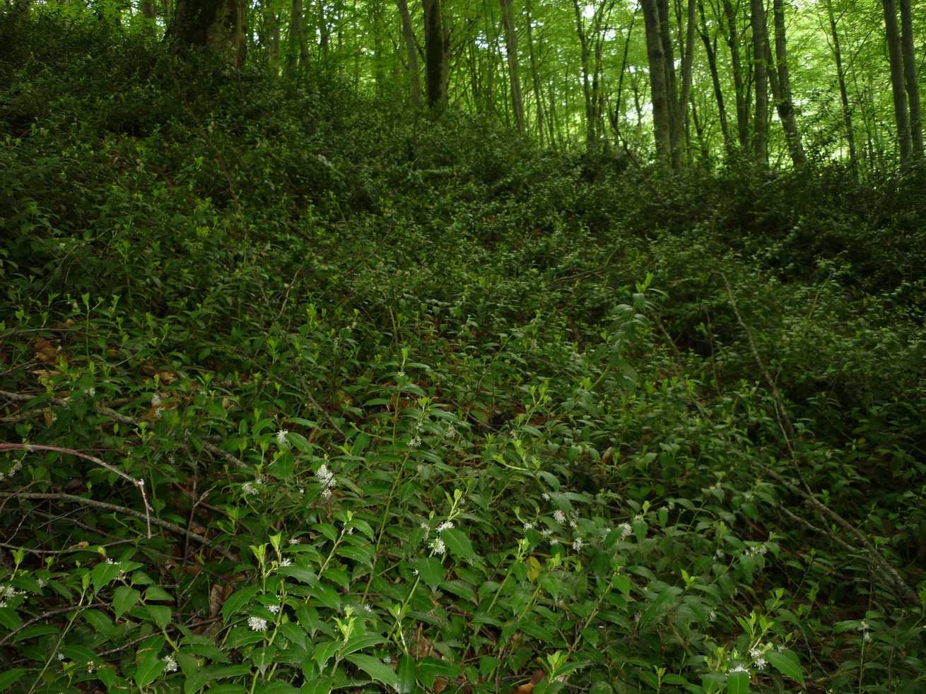 Ilex sp.