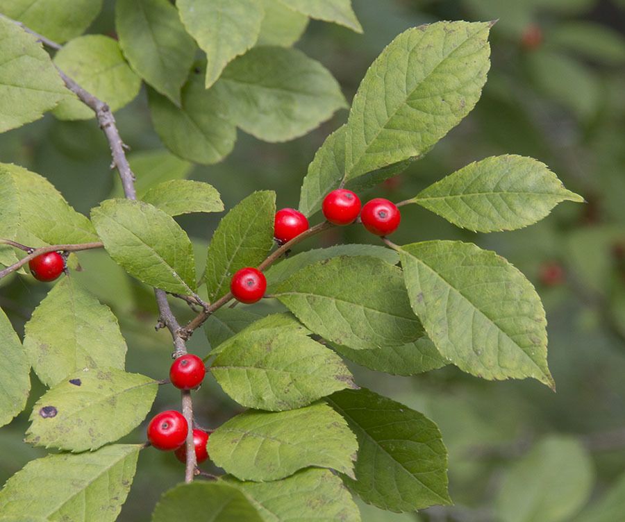 Ilex verticillata