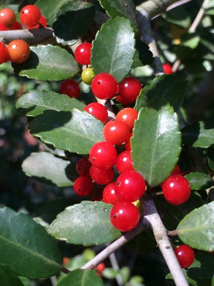 Ilex vomitoria