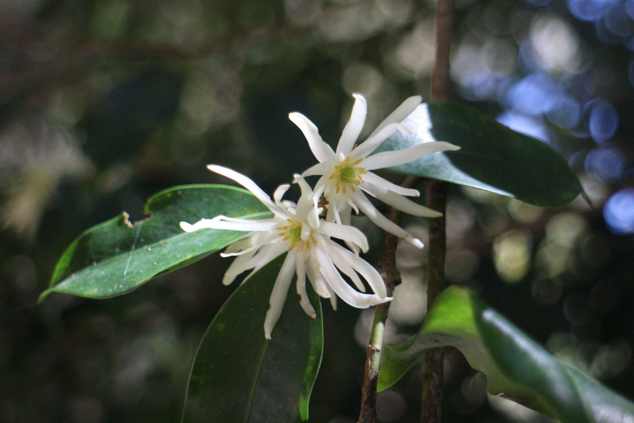 Illicium anisatum