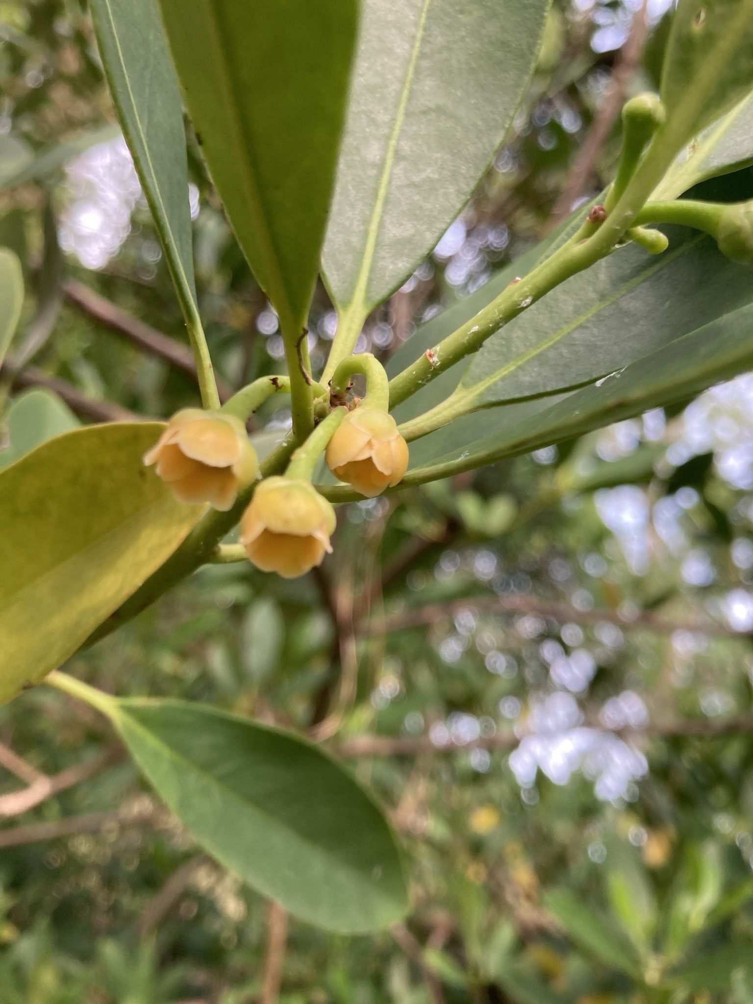 Illicium parviflorum