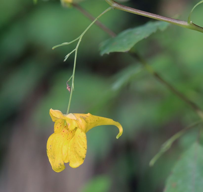 Impatiens noli-tangere