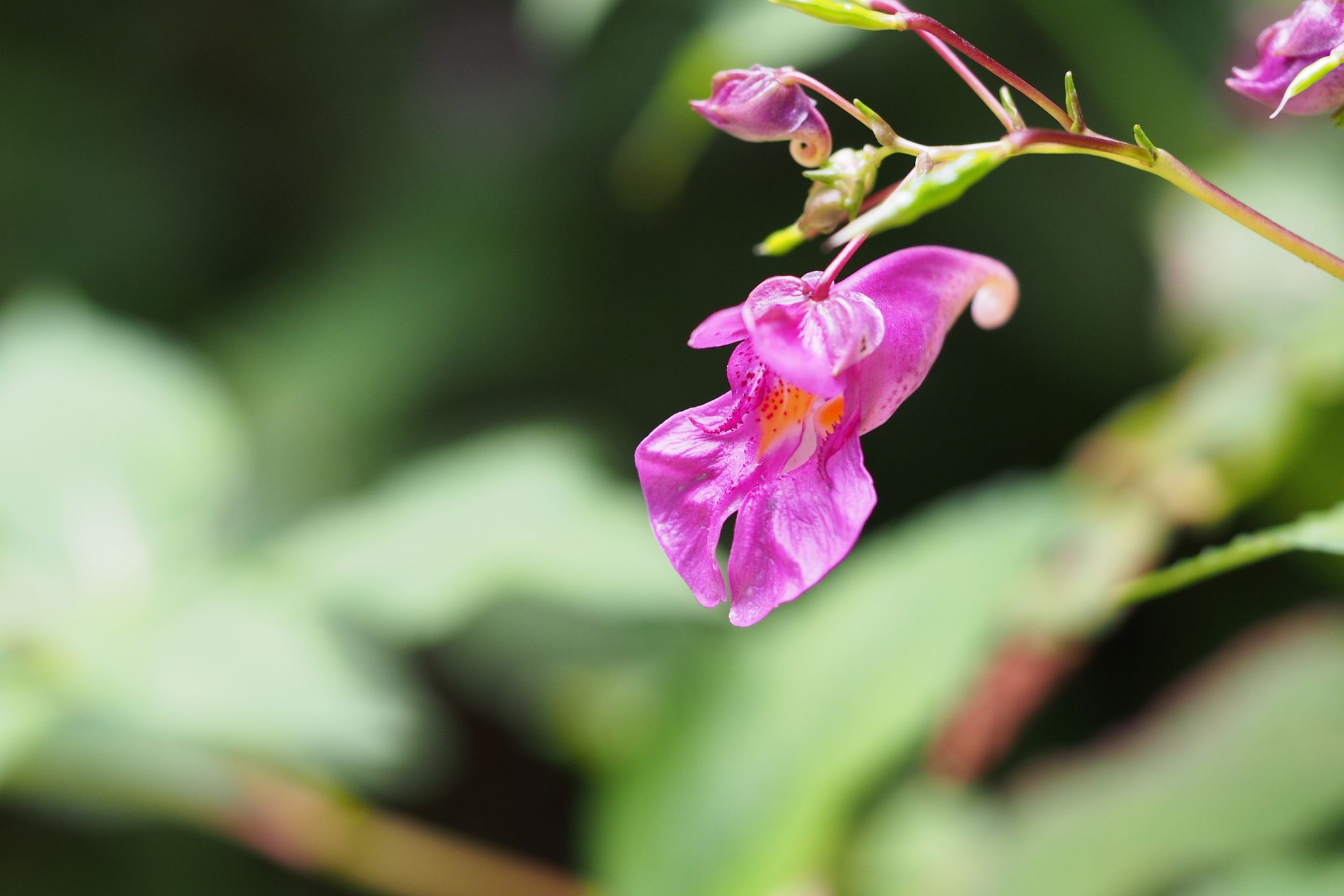 Impatiens textorii