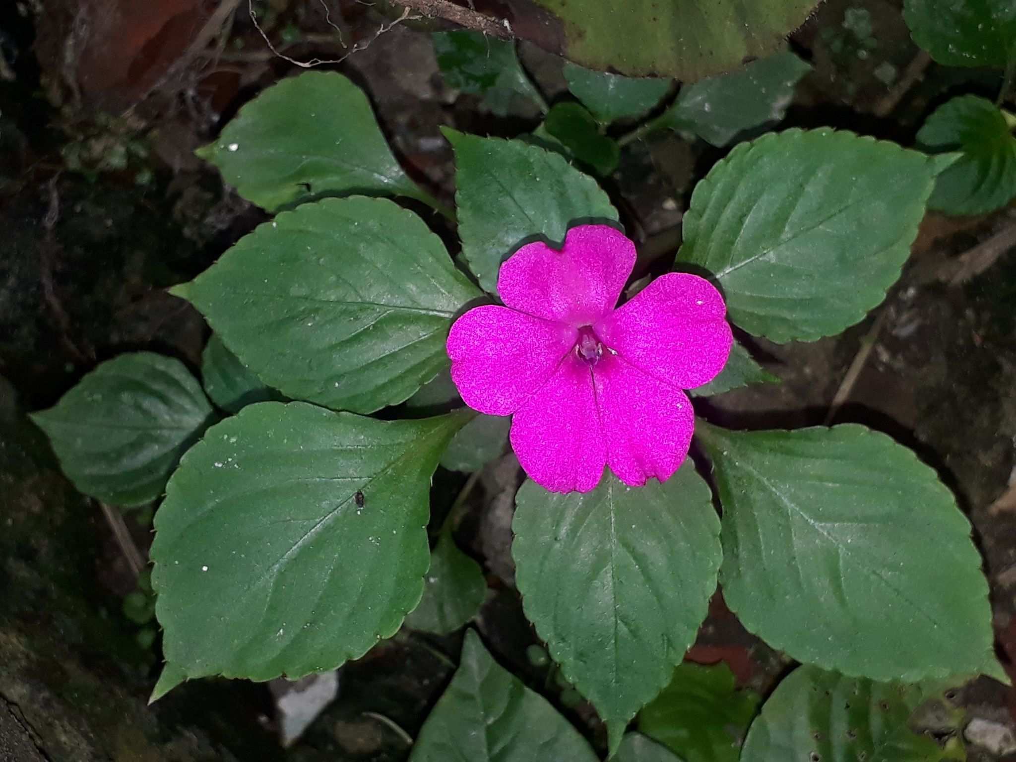 Impatiens walleriana