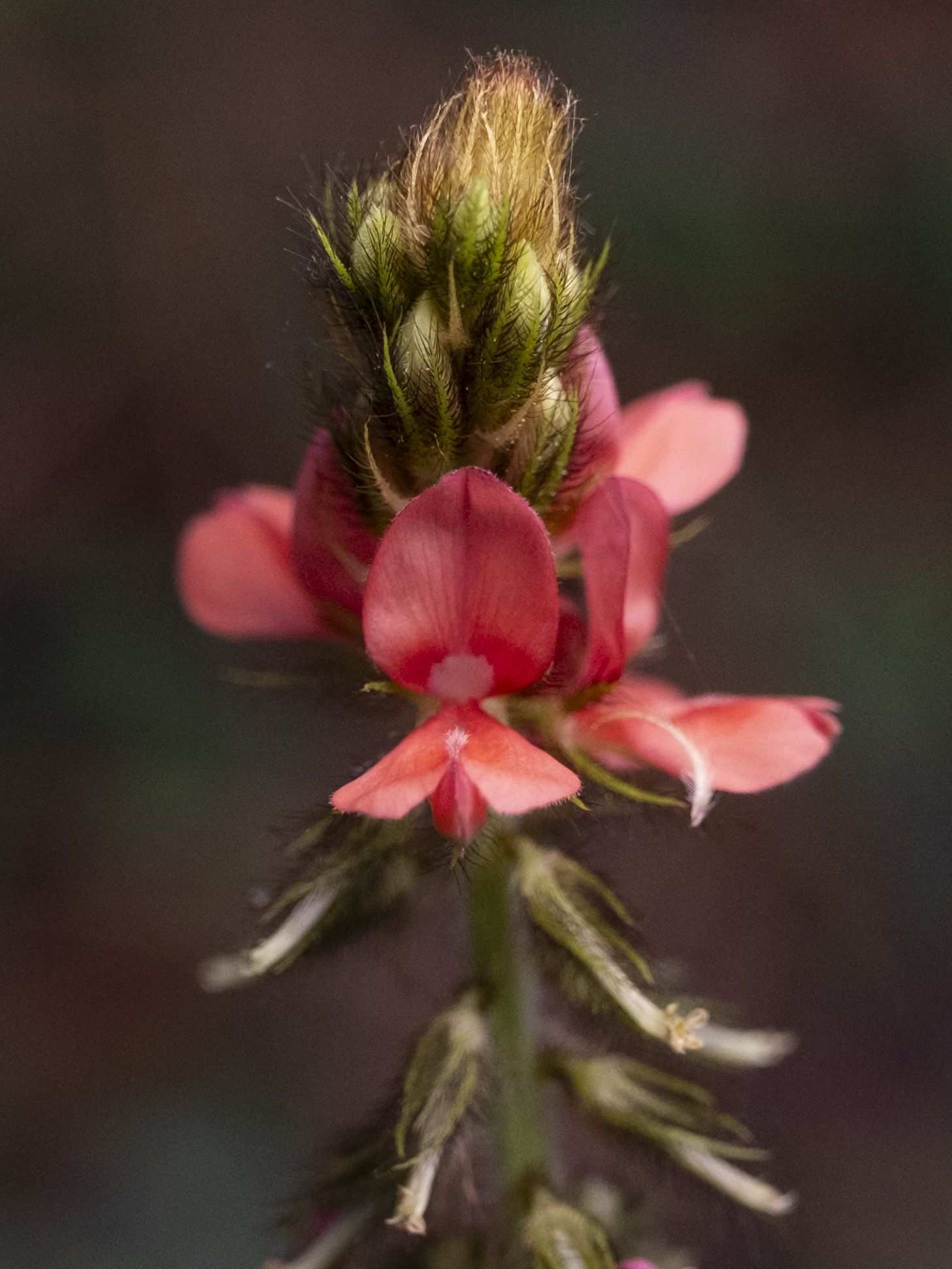 Indigofera hirsuta