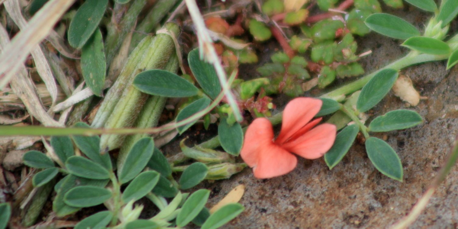 Indigofera semitrijuga