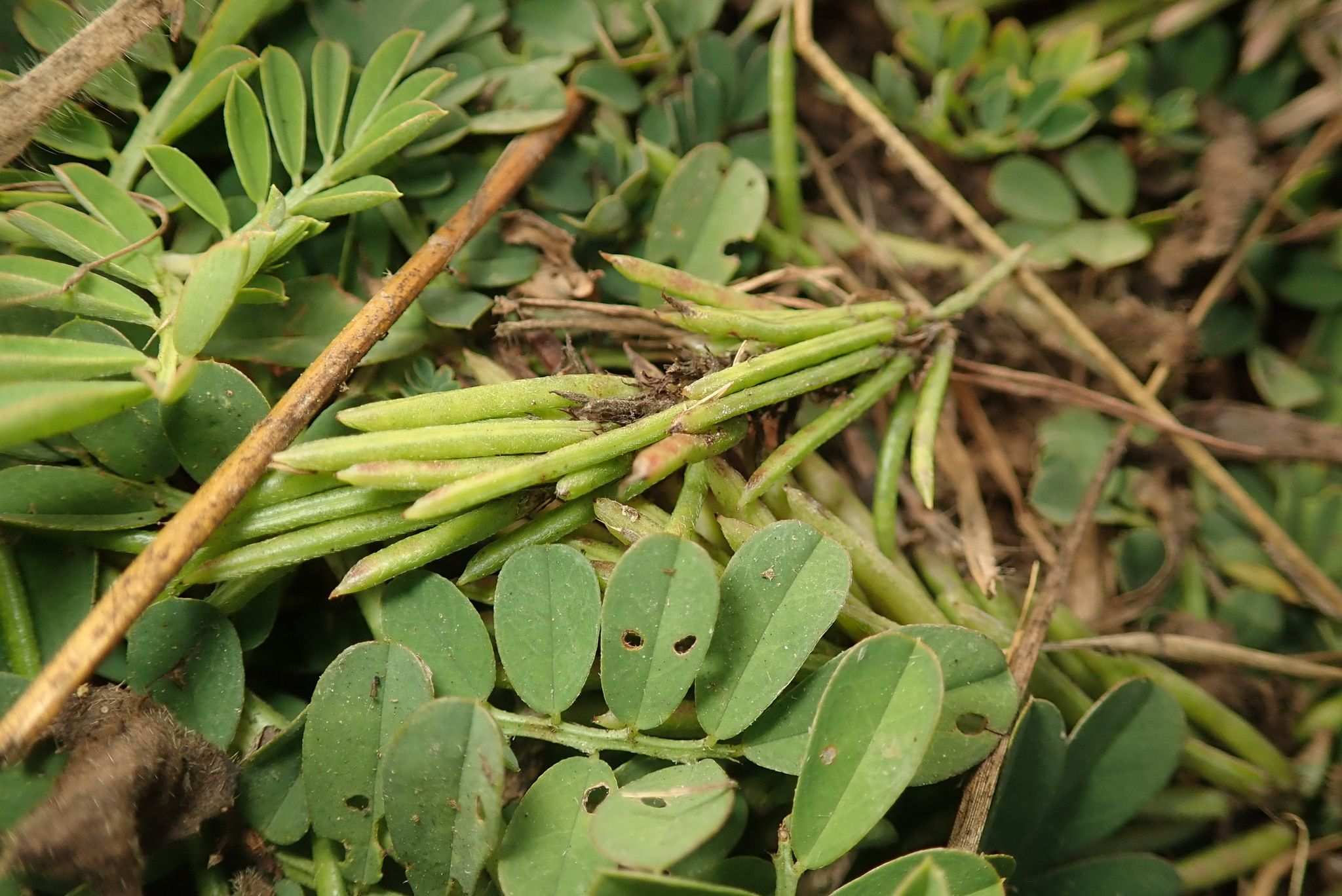 Indigofera sp.