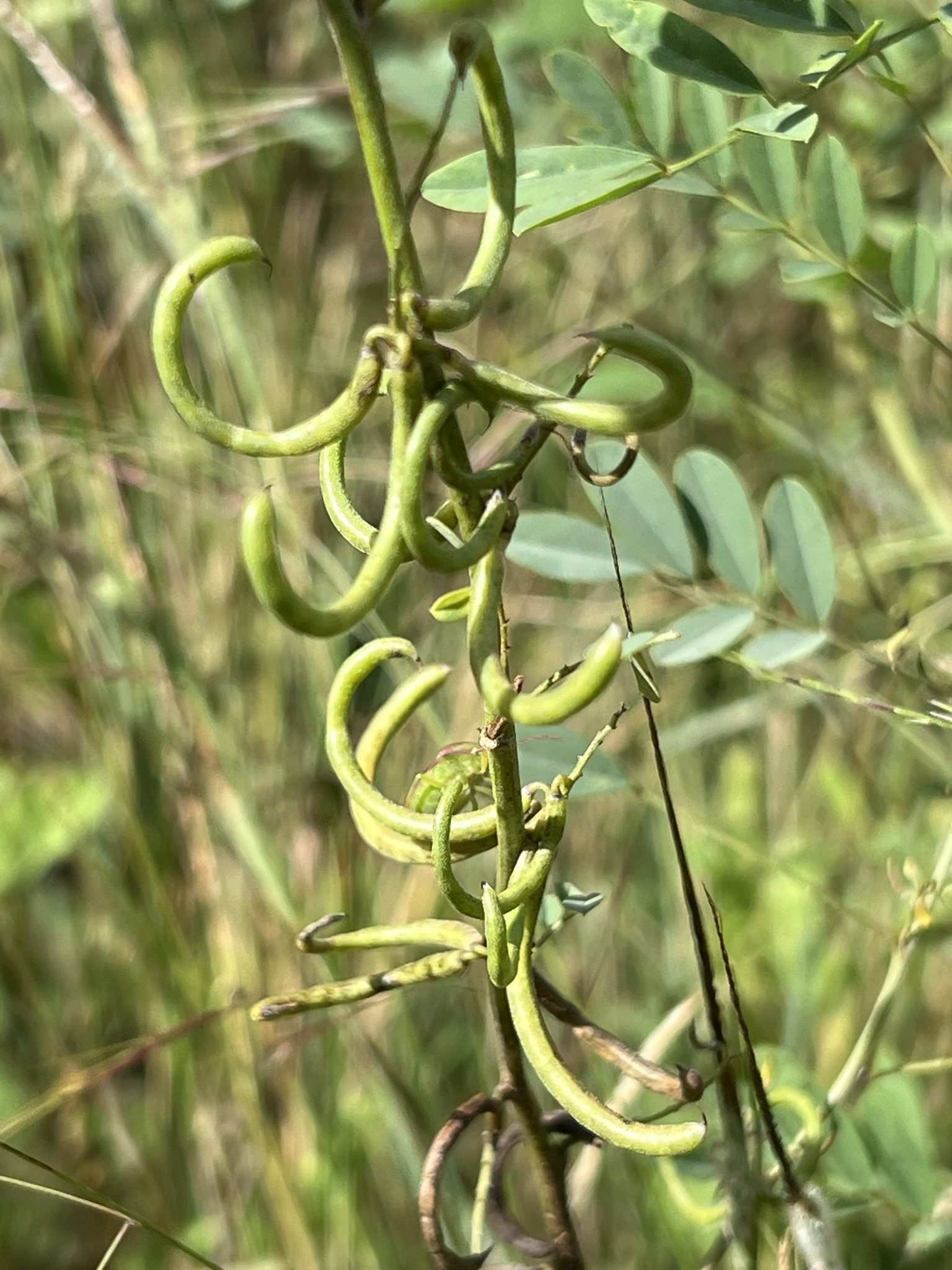 Indigofera tinctoria