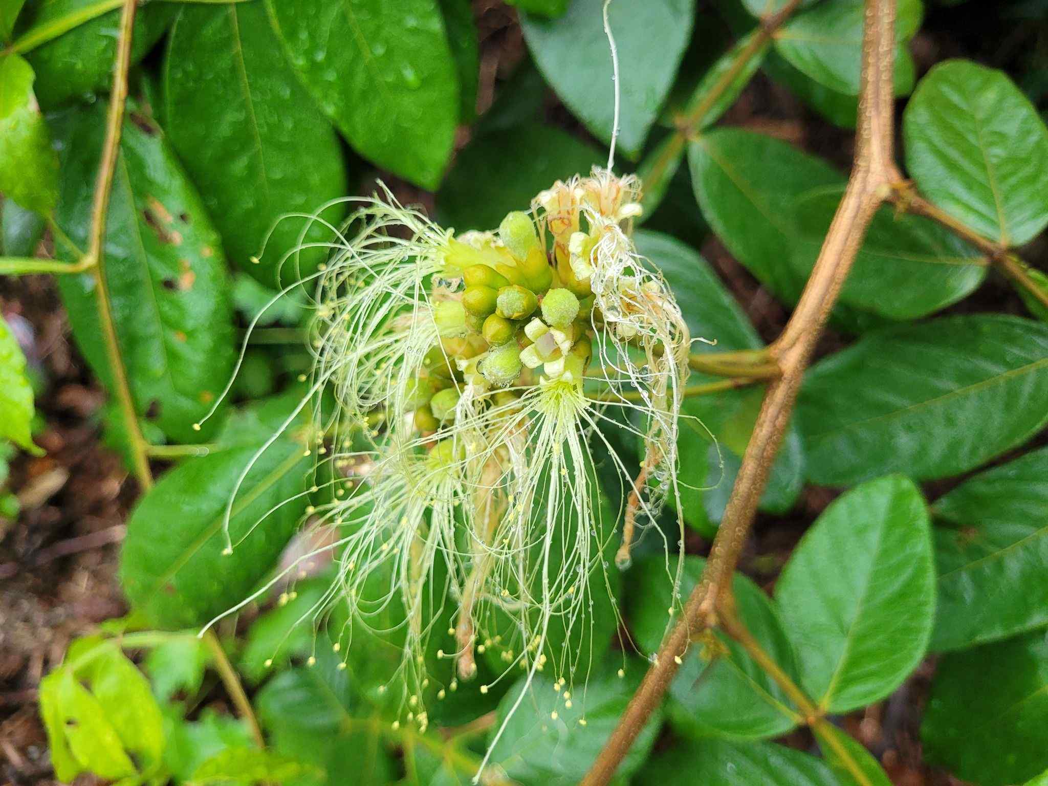 Inga ingoides