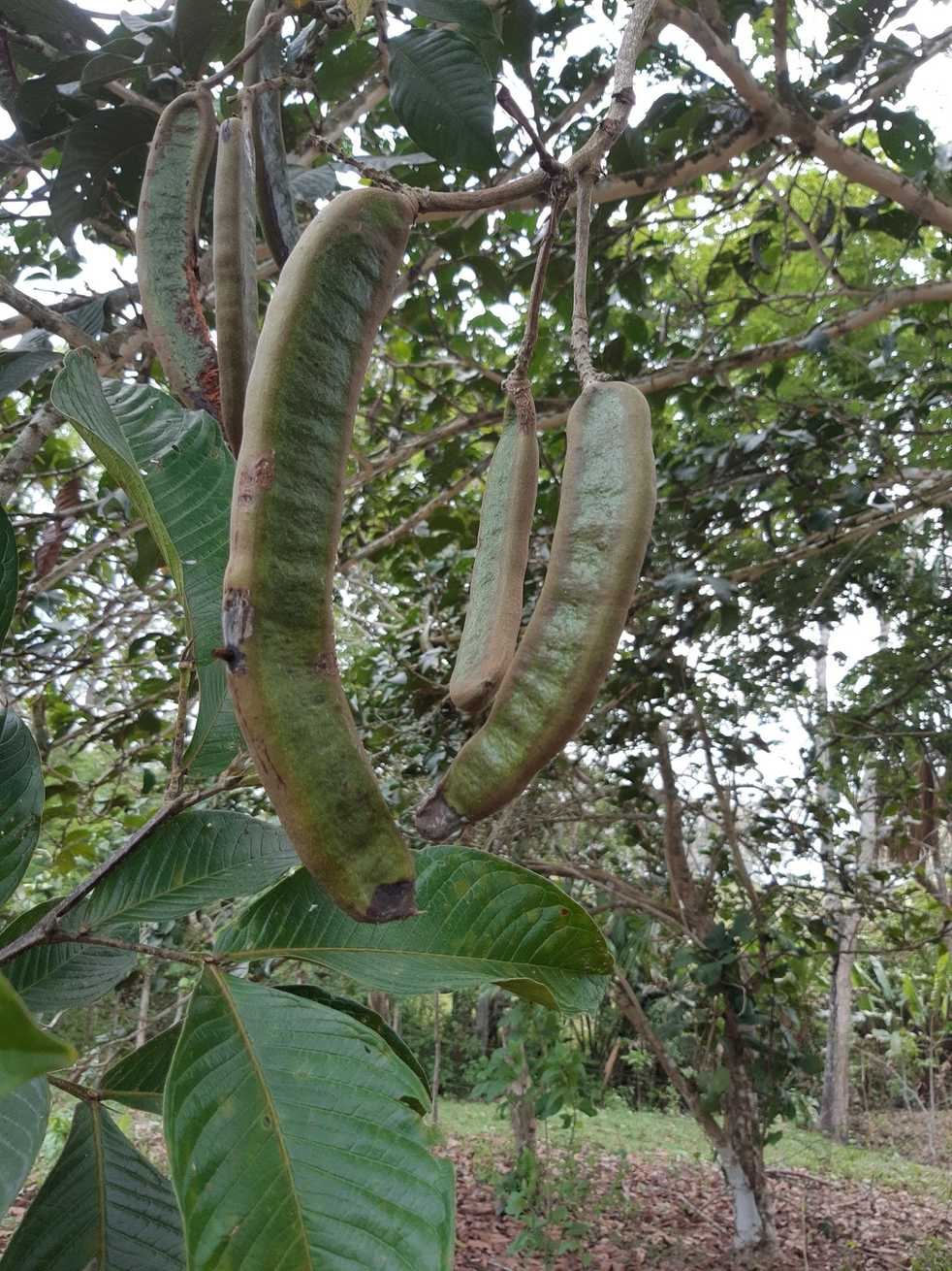 Inga spectabilis