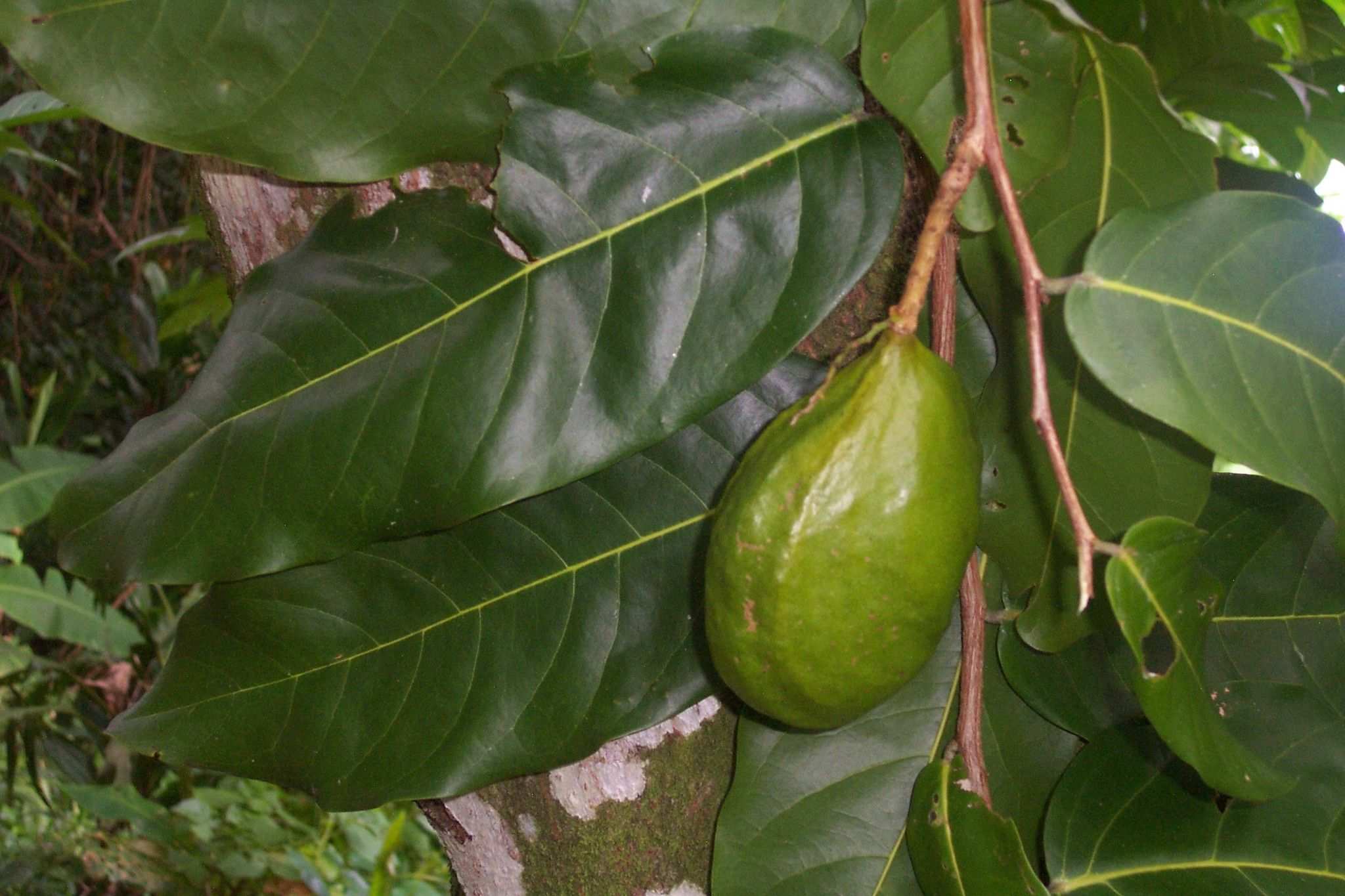 Inocarpus fagifer