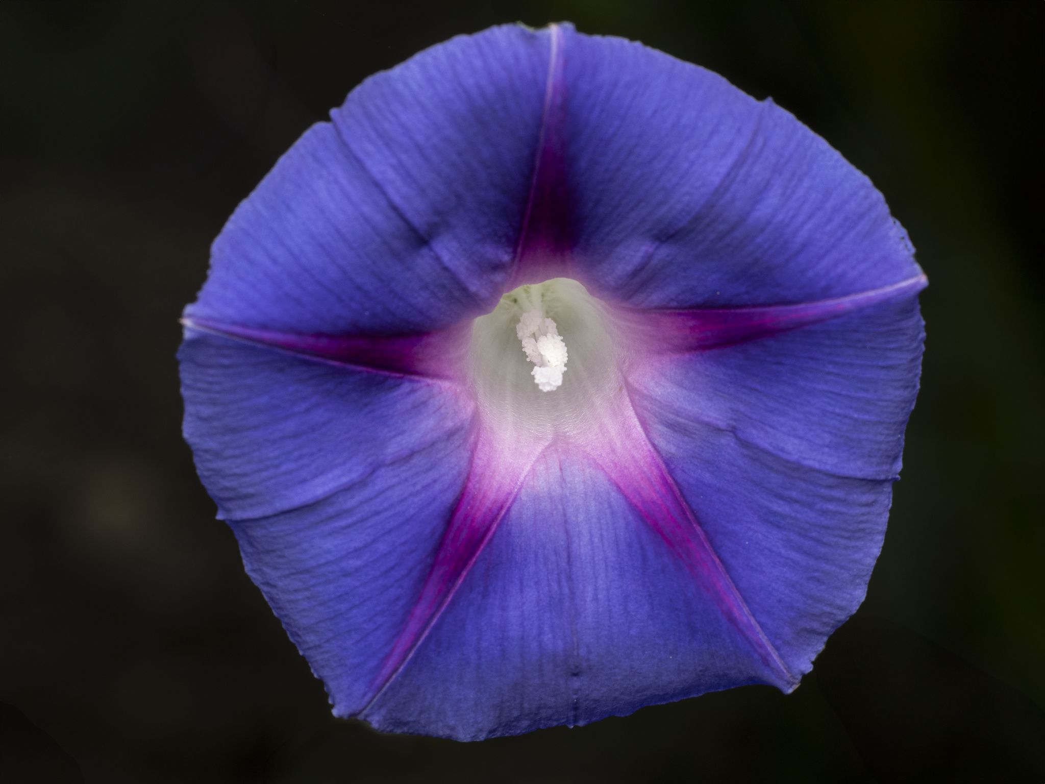 Ipomoea