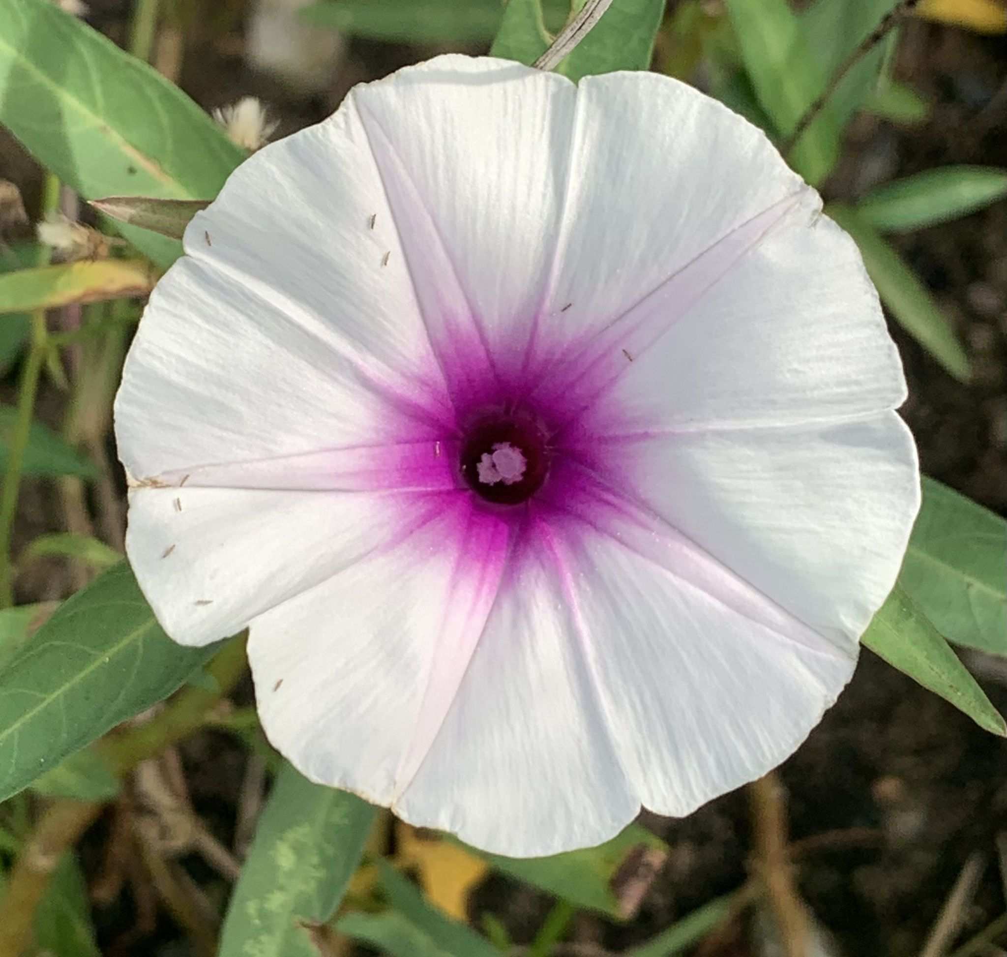 Ipomoea aquatica