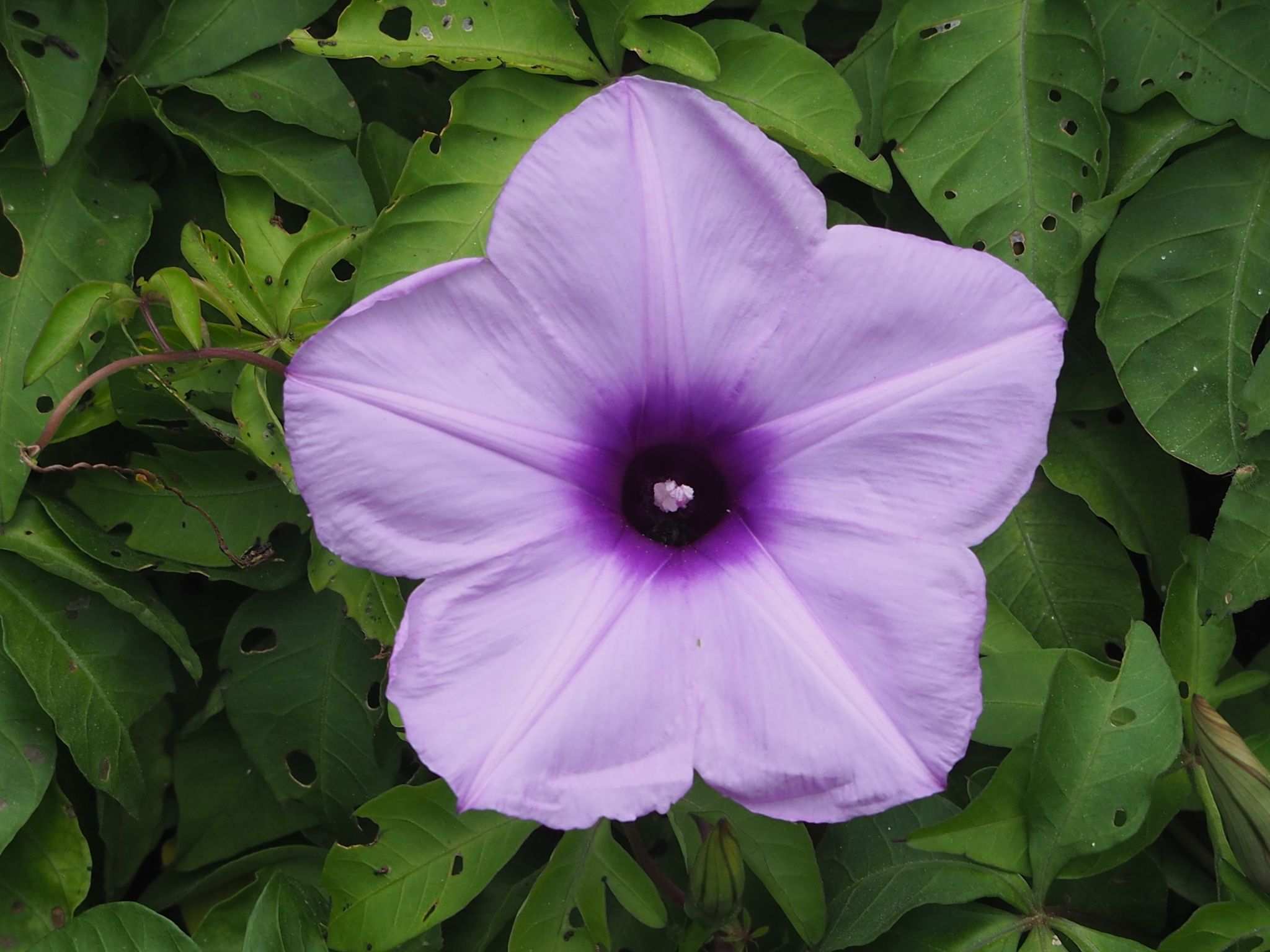 Ipomoea cairica