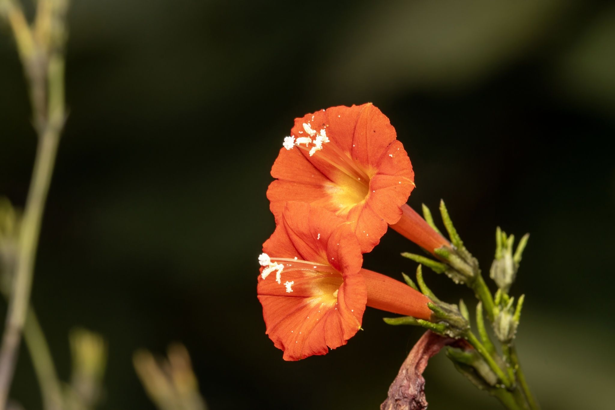 Ipomoea cholulensis