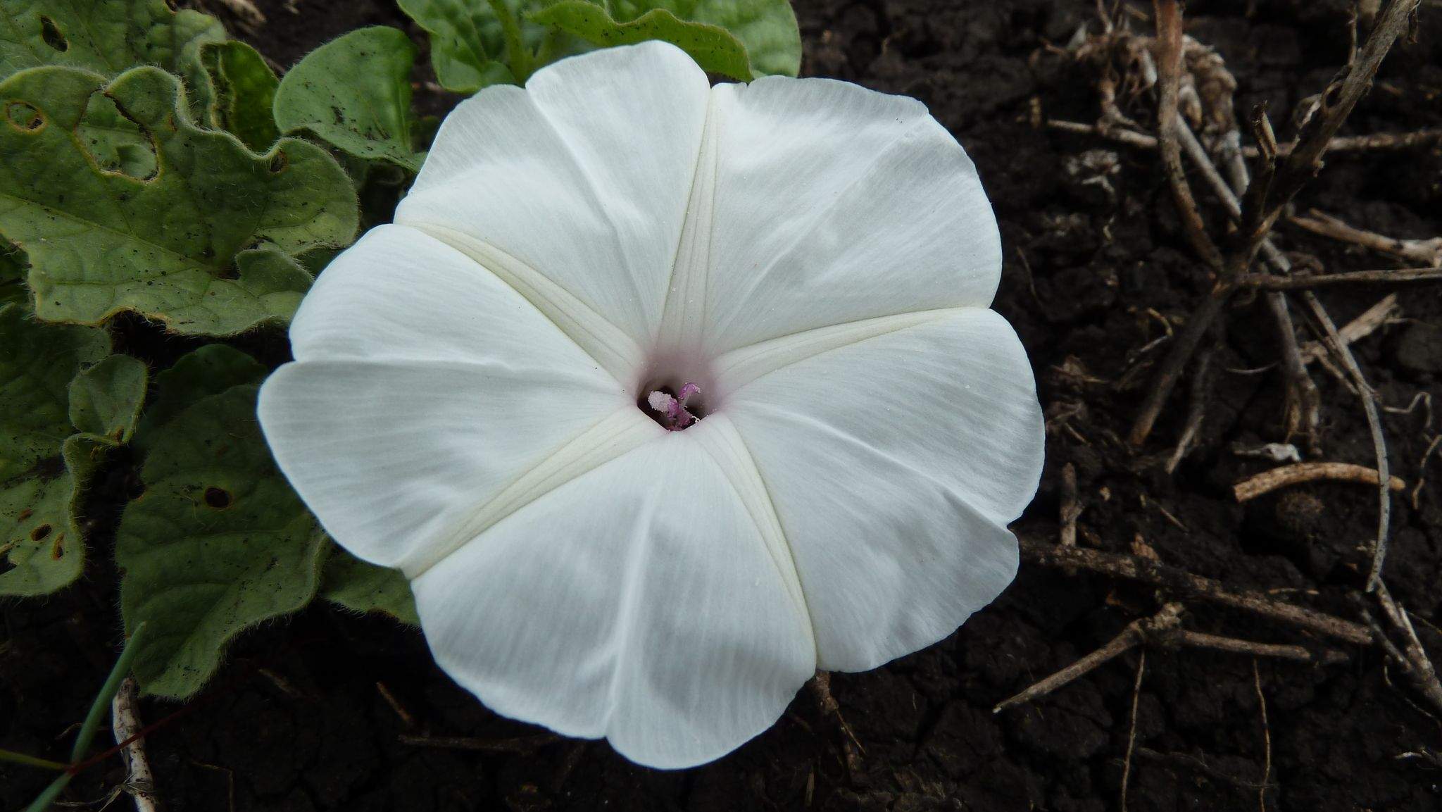 Ipomoea cordofana