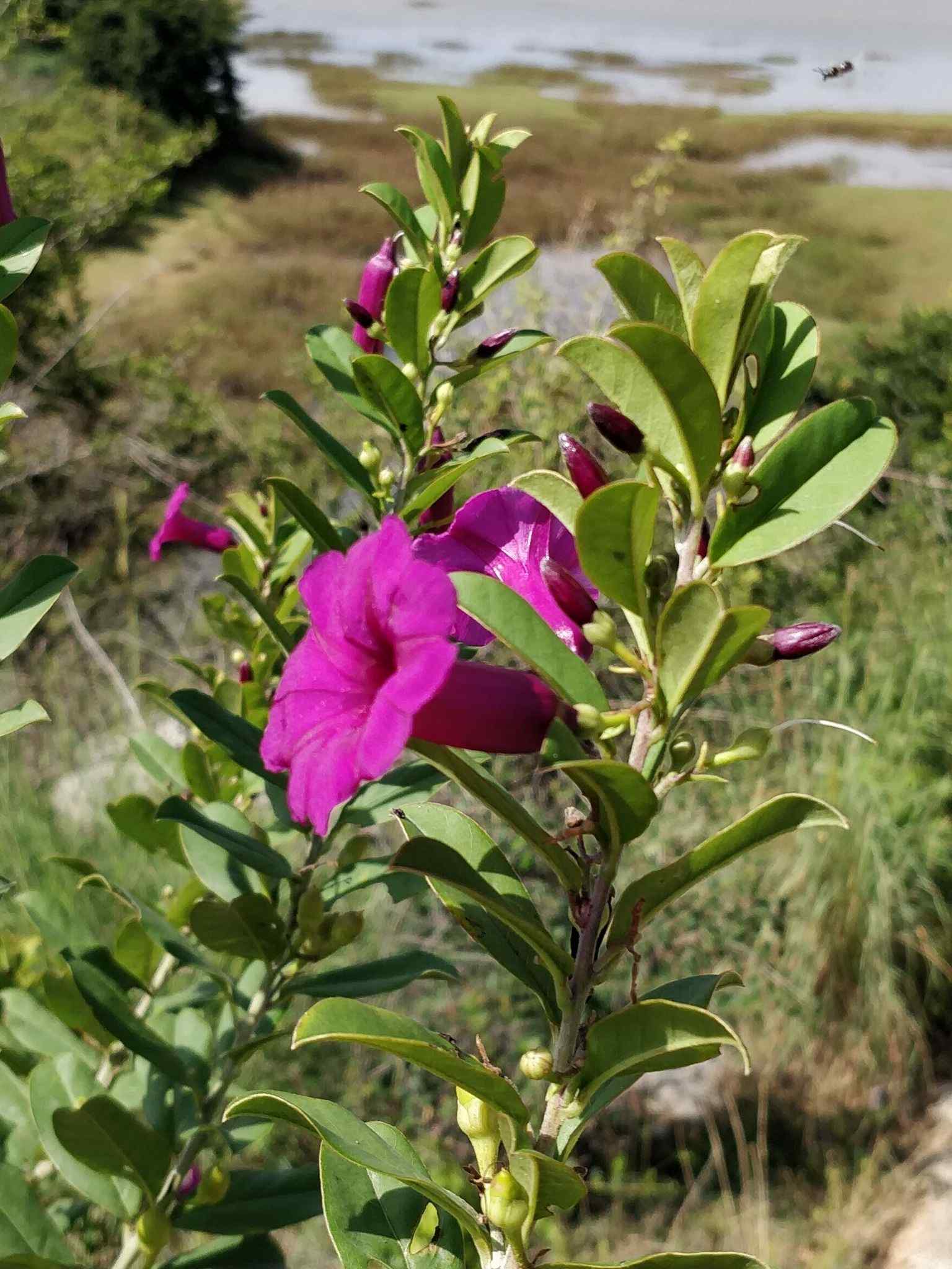 Ipomoea cuneata